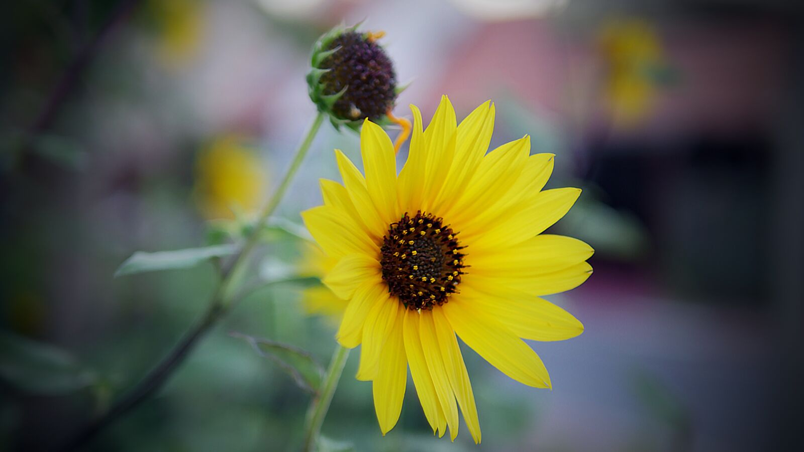 Panasonic Lumix DMC-GH4 sample photo. Nature, flower, flora photography