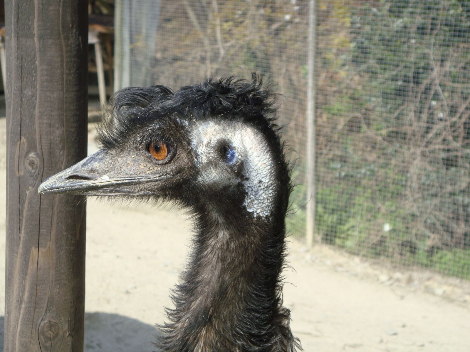 Sony DSC-T77 sample photo. Ostrich, bird, animal photography