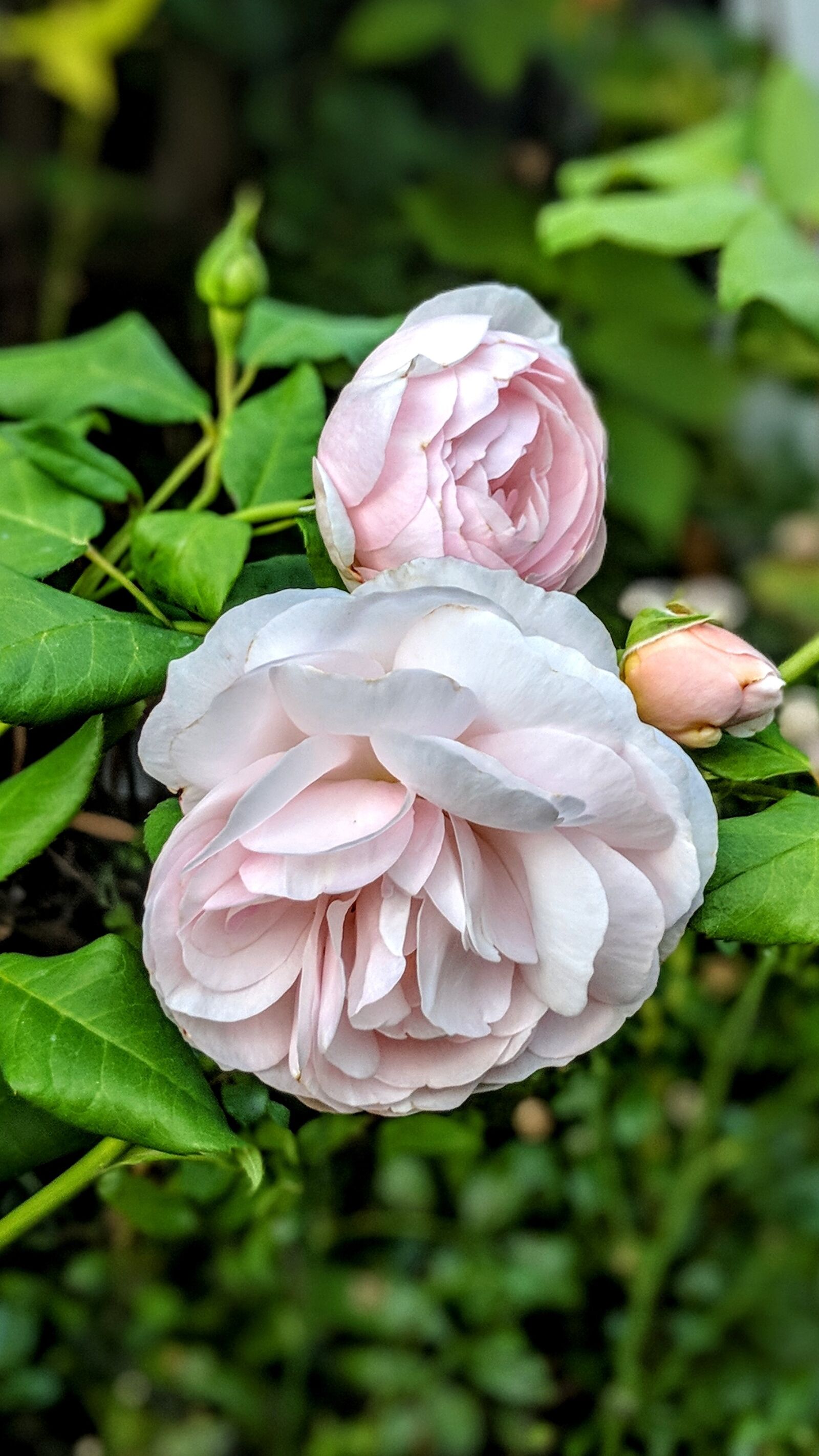 Google Pixel 2 XL sample photo. Rose, flower, pink photography