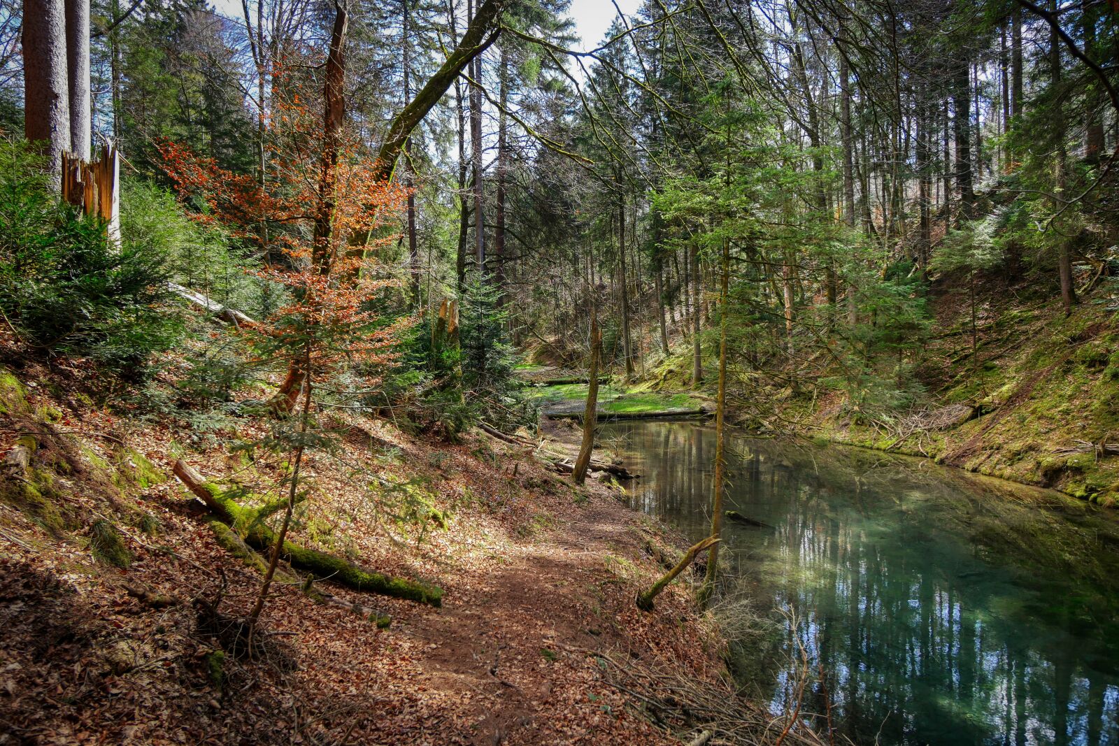 Panasonic Lumix DMC-GX8 sample photo. Forest, valley, bach photography