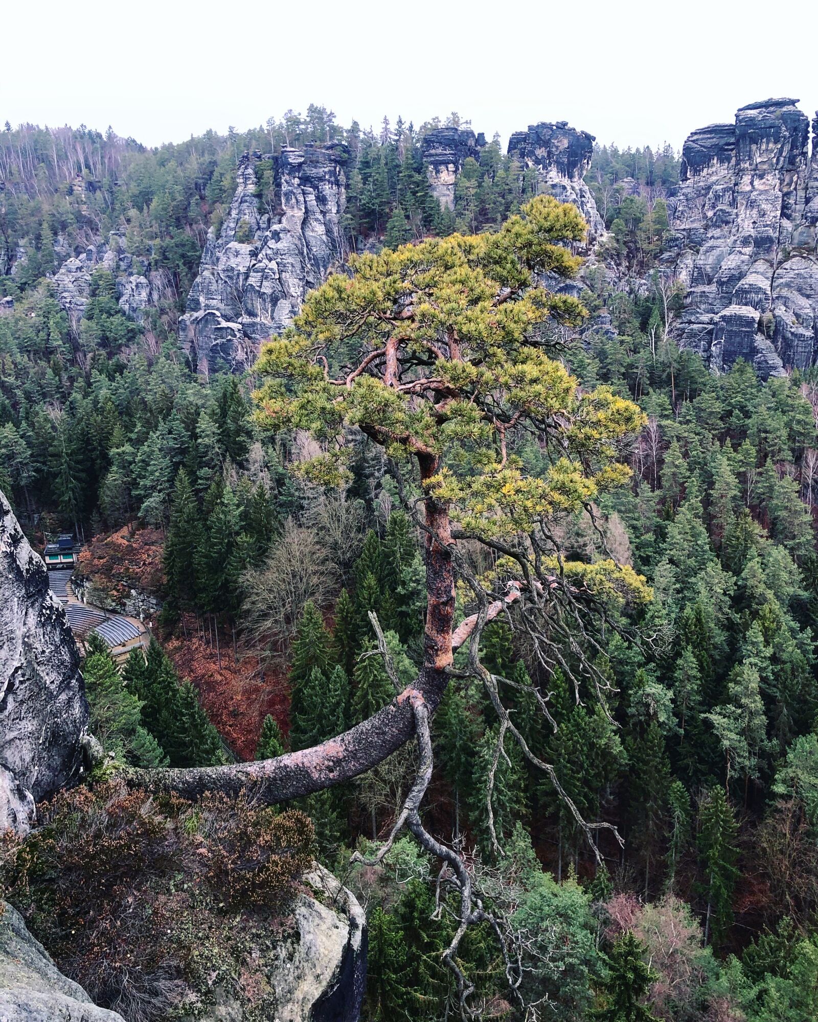 iPhone X back dual camera 4mm f/1.8 sample photo. Tree, unique, landscape photography