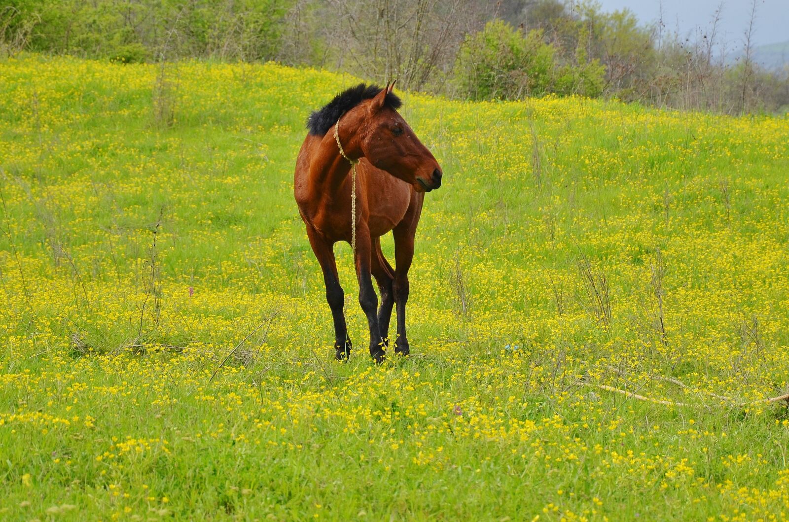 Nikon D7000 sample photo. Horse, animal, farm photography