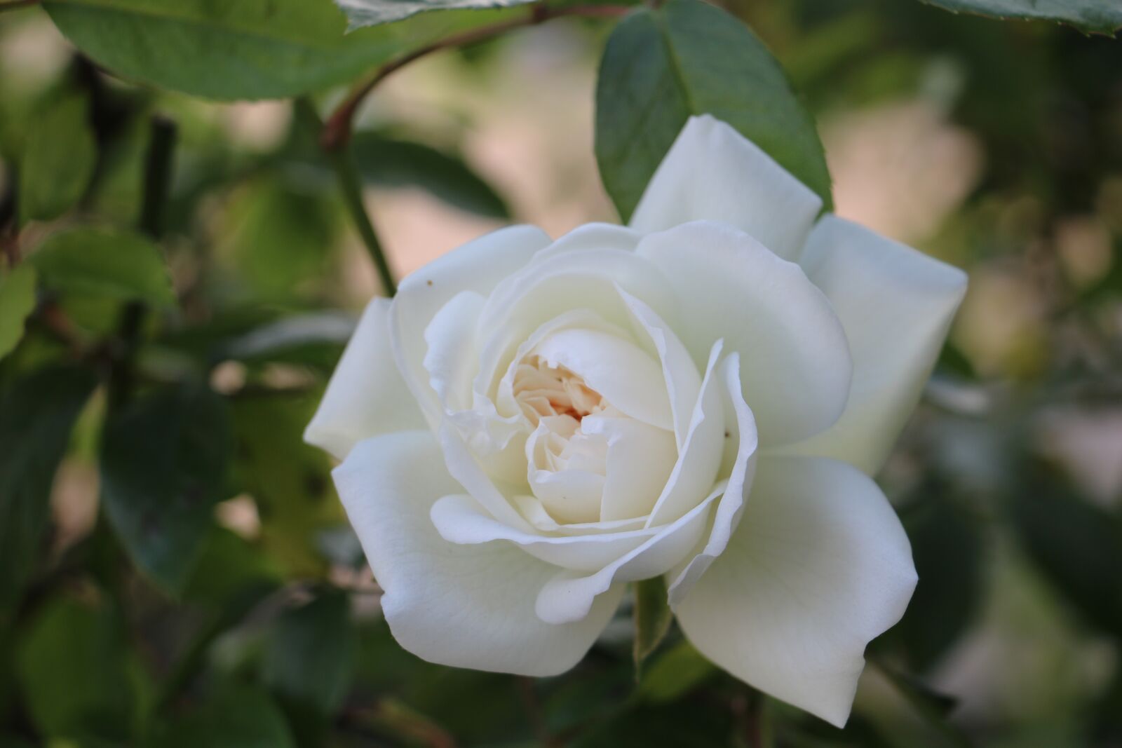 Canon EOS 750D (EOS Rebel T6i / EOS Kiss X8i) sample photo. Flower, flowers, rose photography