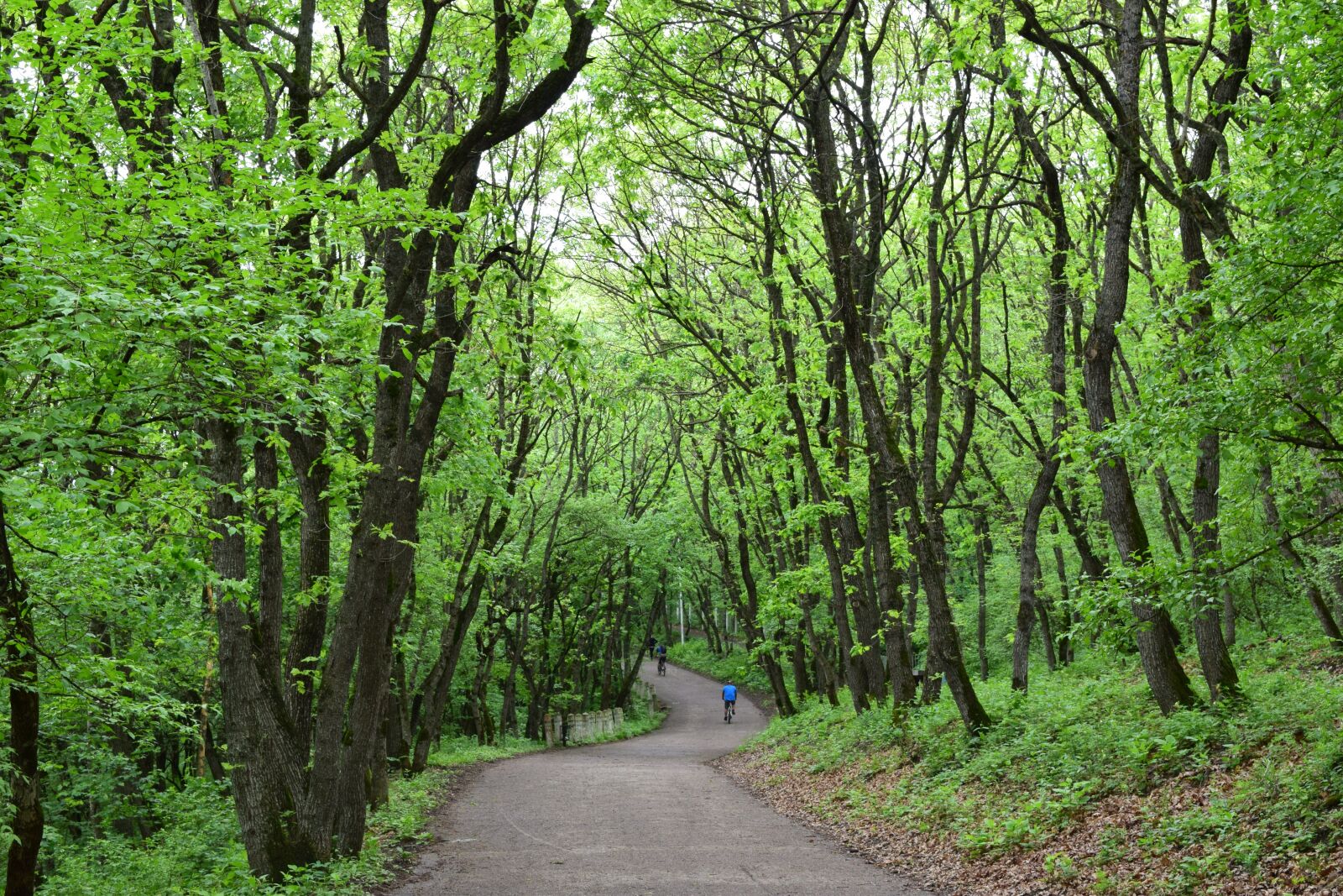 Nikon D3300 sample photo. Park, forest, nature photography
