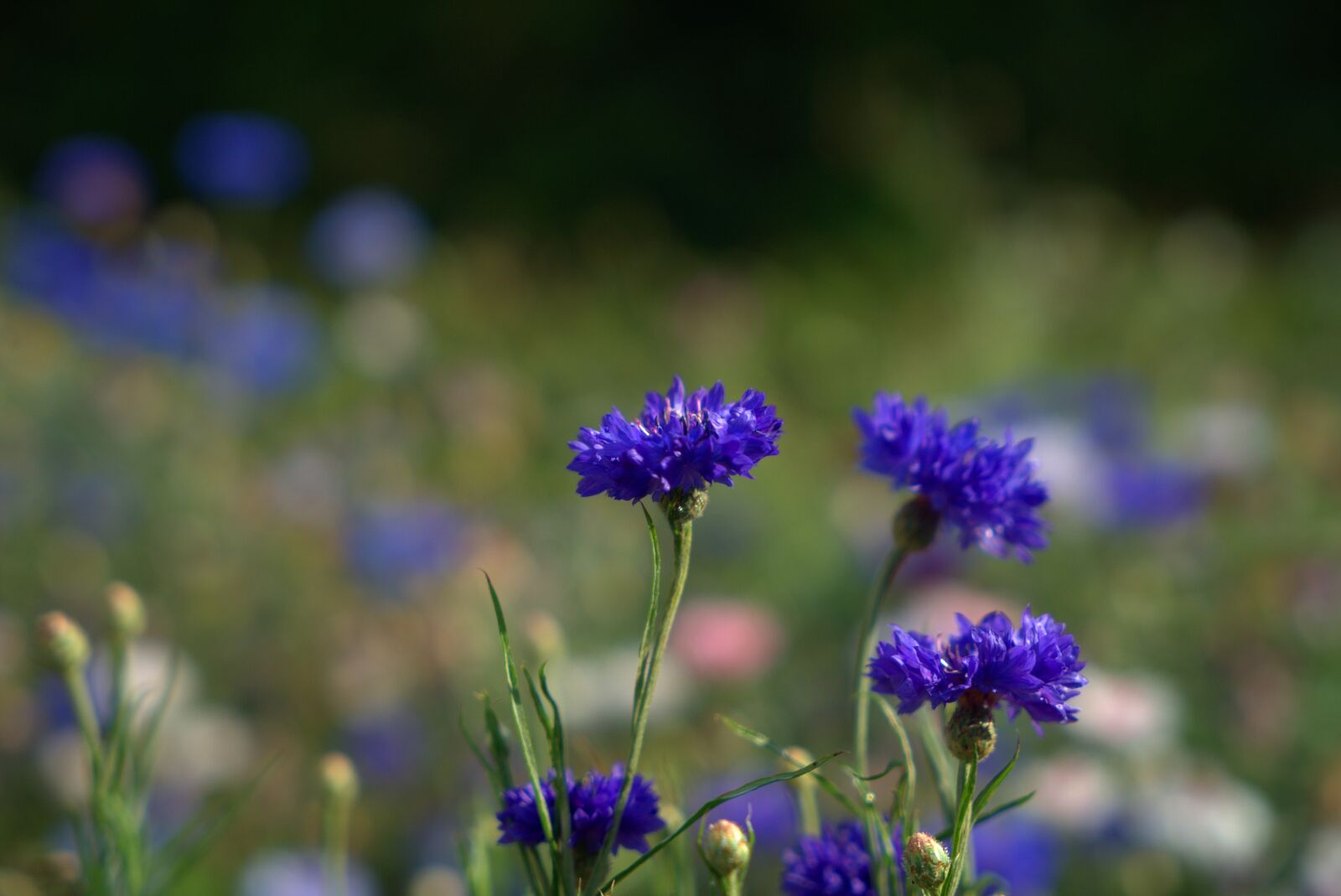 Sony a7 II + Sony Vario Tessar T* FE 24-70mm F4 ZA OSS sample photo. Flower, garden, meadow photography