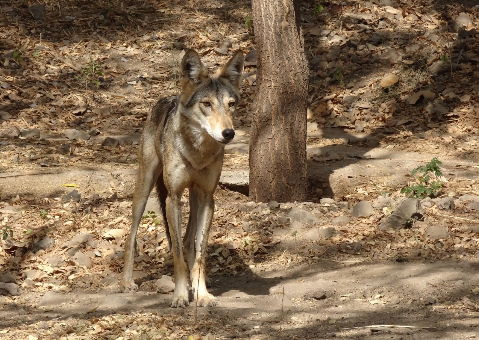Sony Cyber-shot DSC-HX90V sample photo. Wolf, wildlife, indian wolf photography