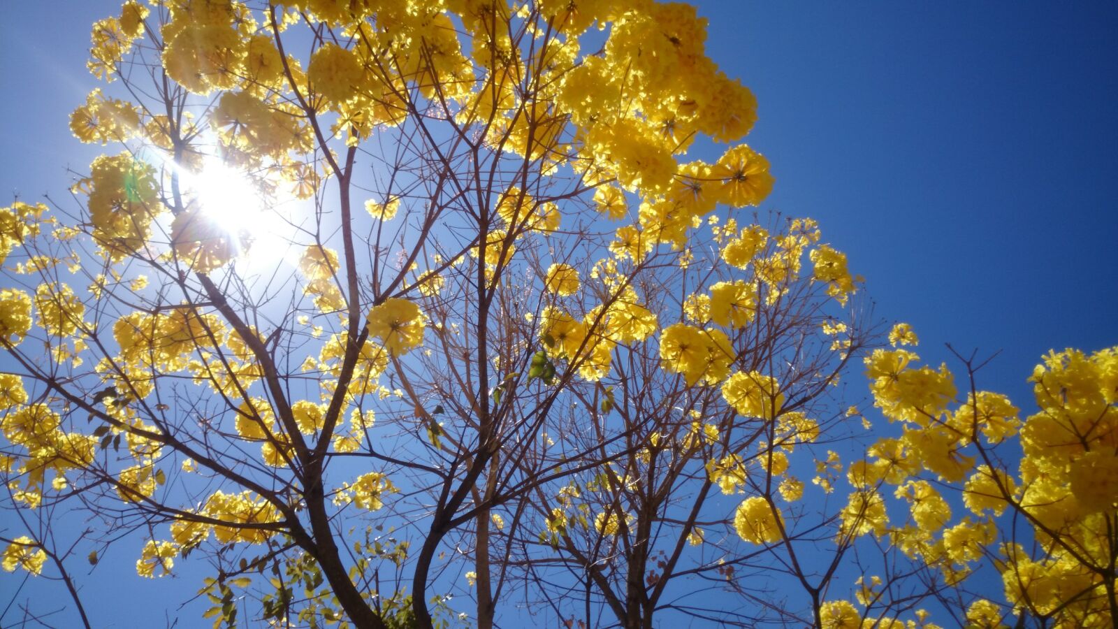 Sony Xperia Z1 sample photo. Yellow ipê, brasilia, nature photography