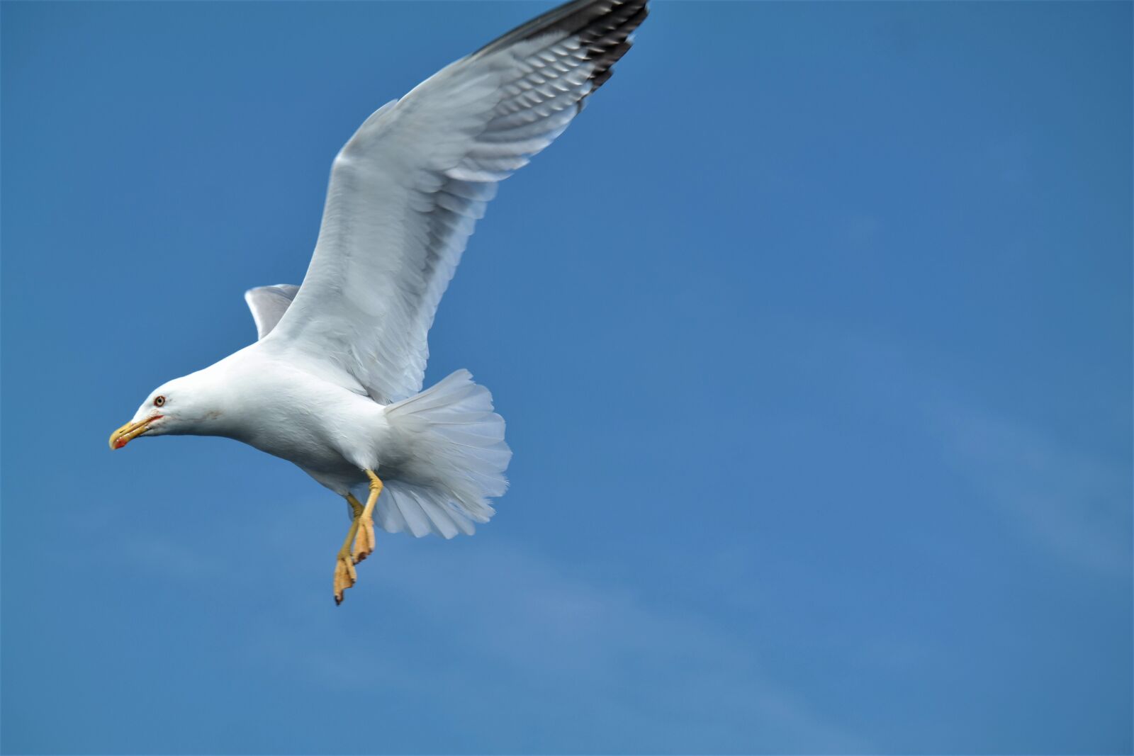 NX 50-200mm F4-5.6 sample photo. Seagull, bird, flying photography