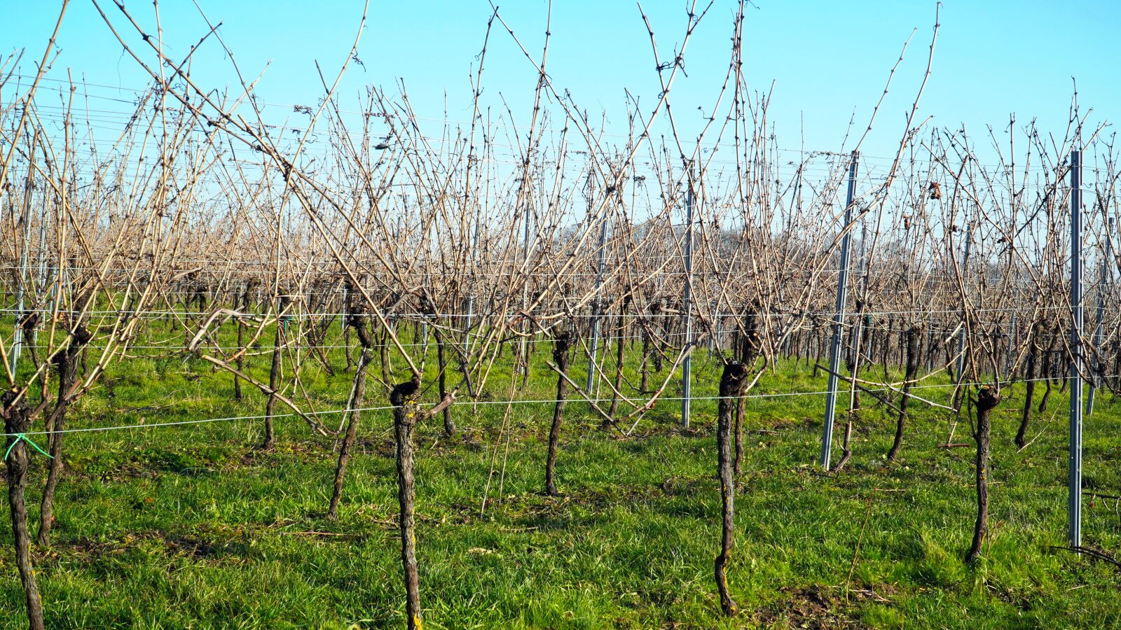Sony E PZ 18-105mm F4 G OSS sample photo. Vineyard, wine, winter photography