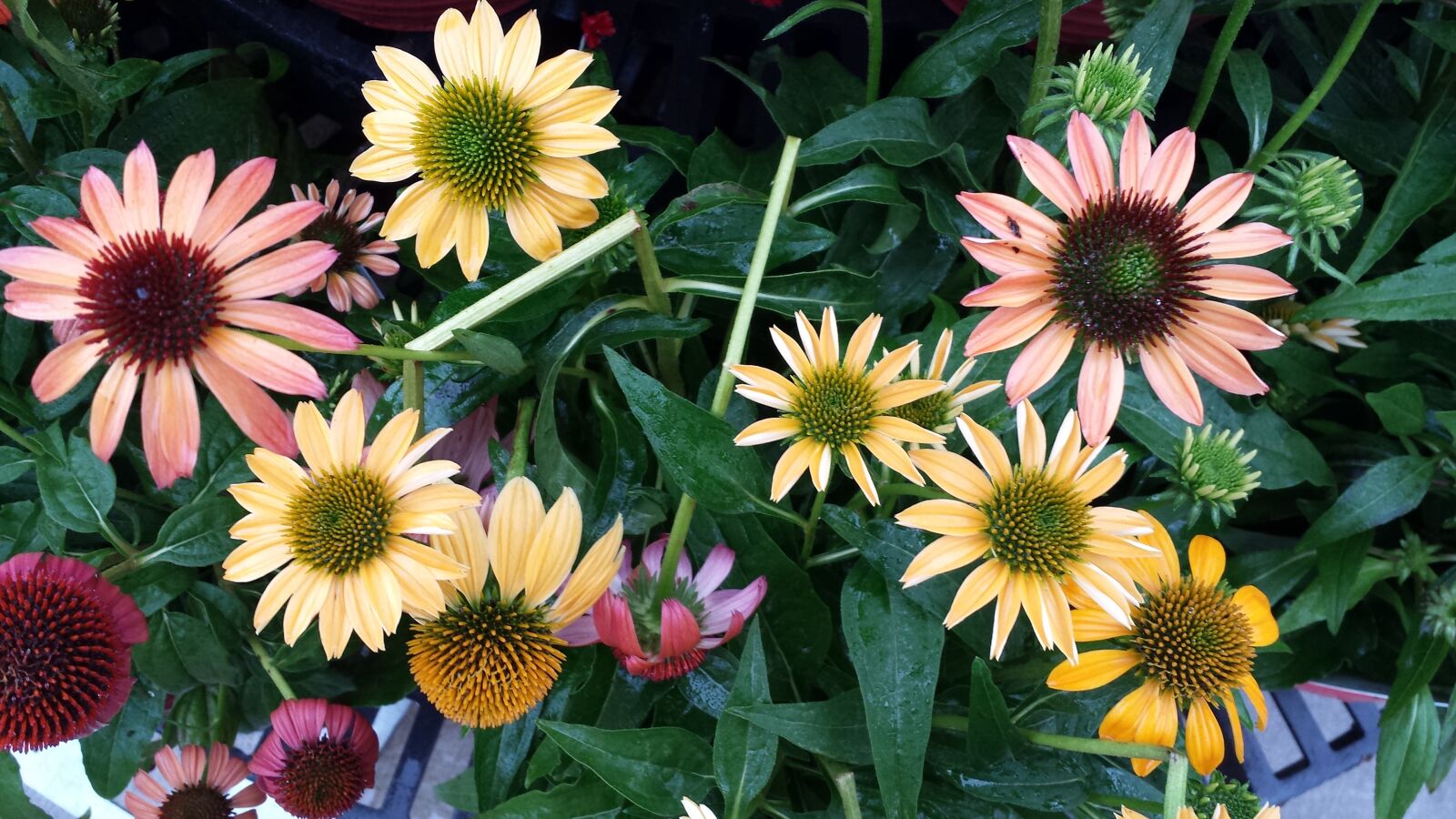 Samsung Galaxy S4 sample photo. Leaves, plant, texture photography