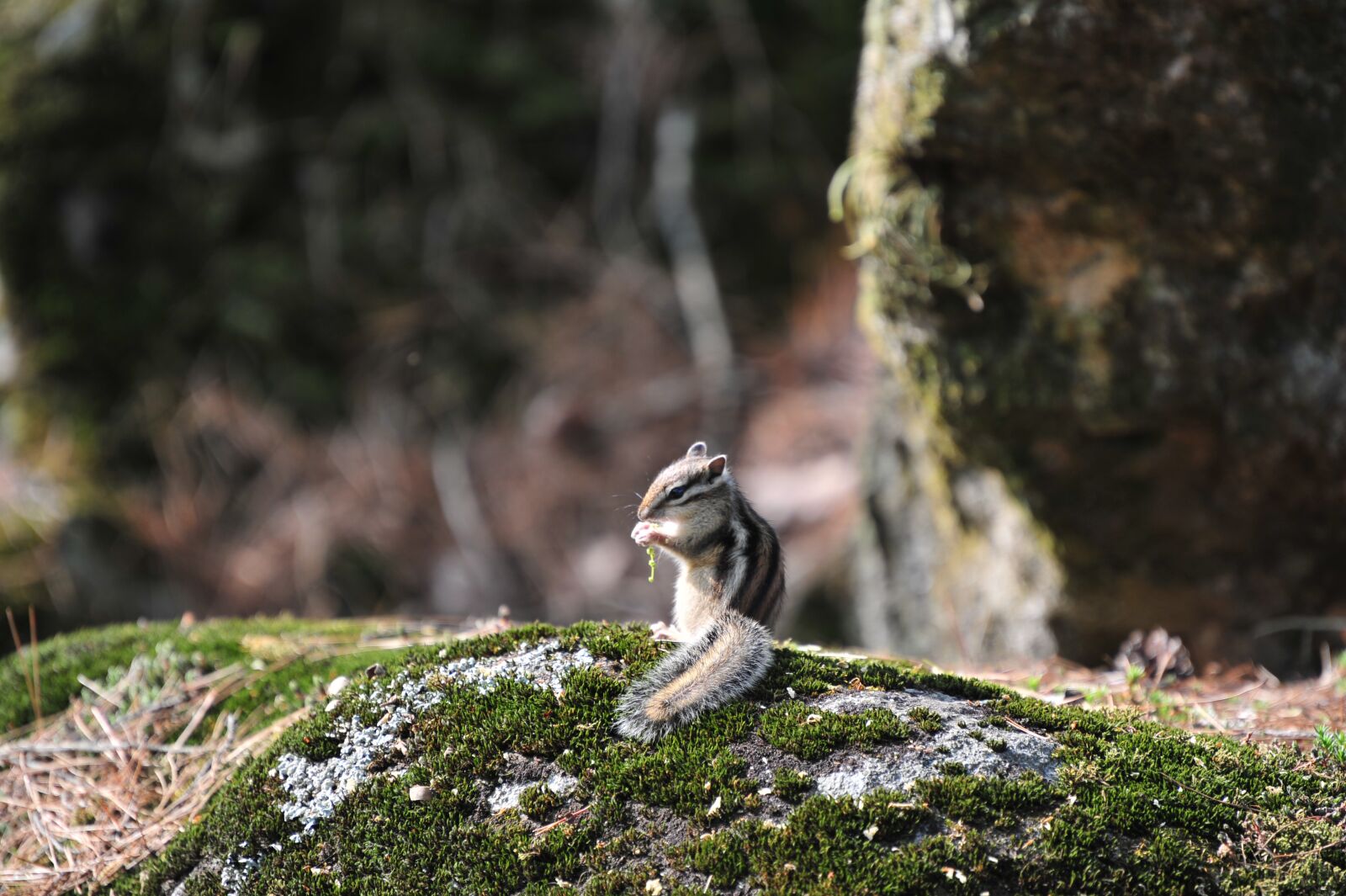 Nikon D3S sample photo. Nature, landscape, scenery photography