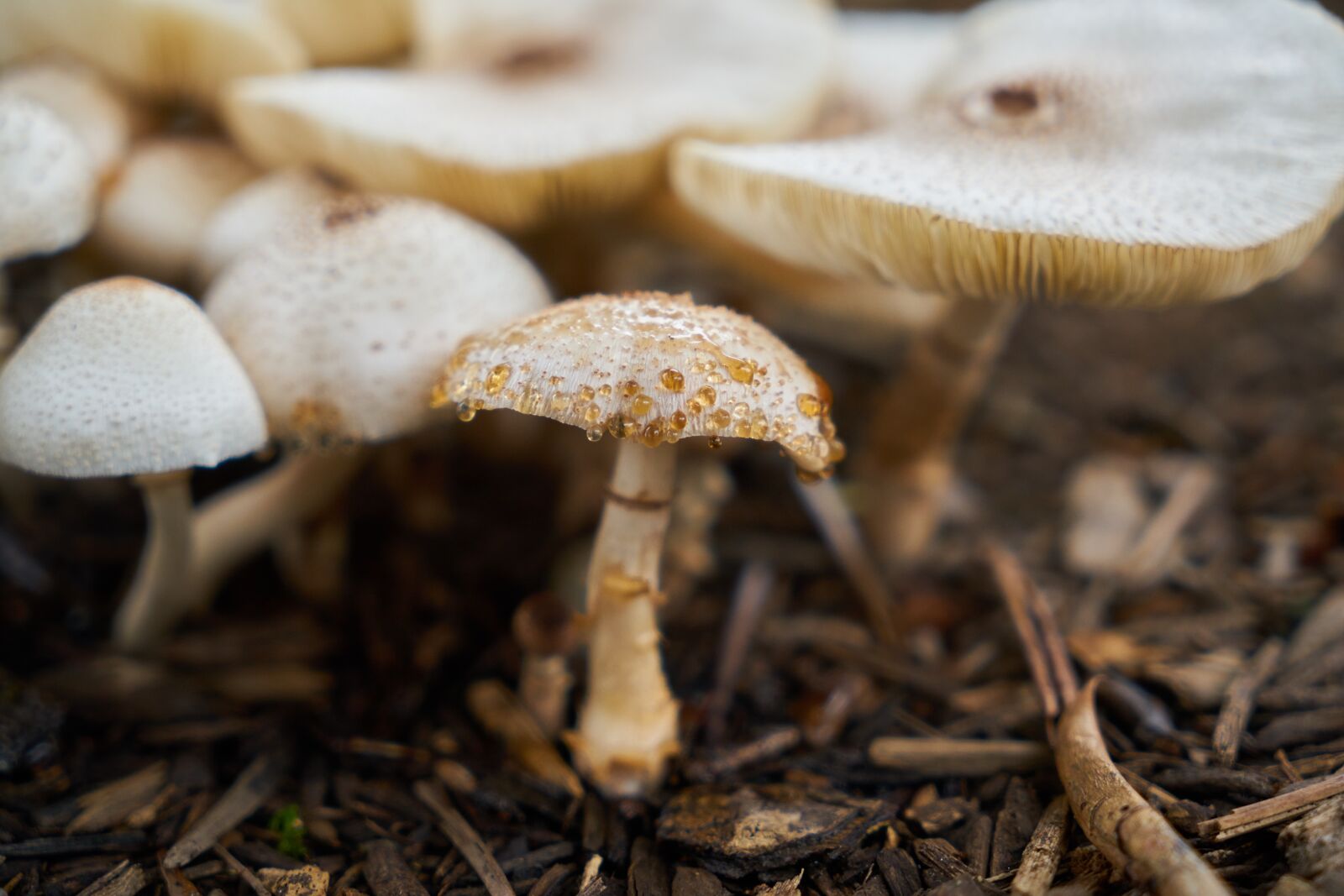 Sony a7R II sample photo. Mushroom, macro, nature photography