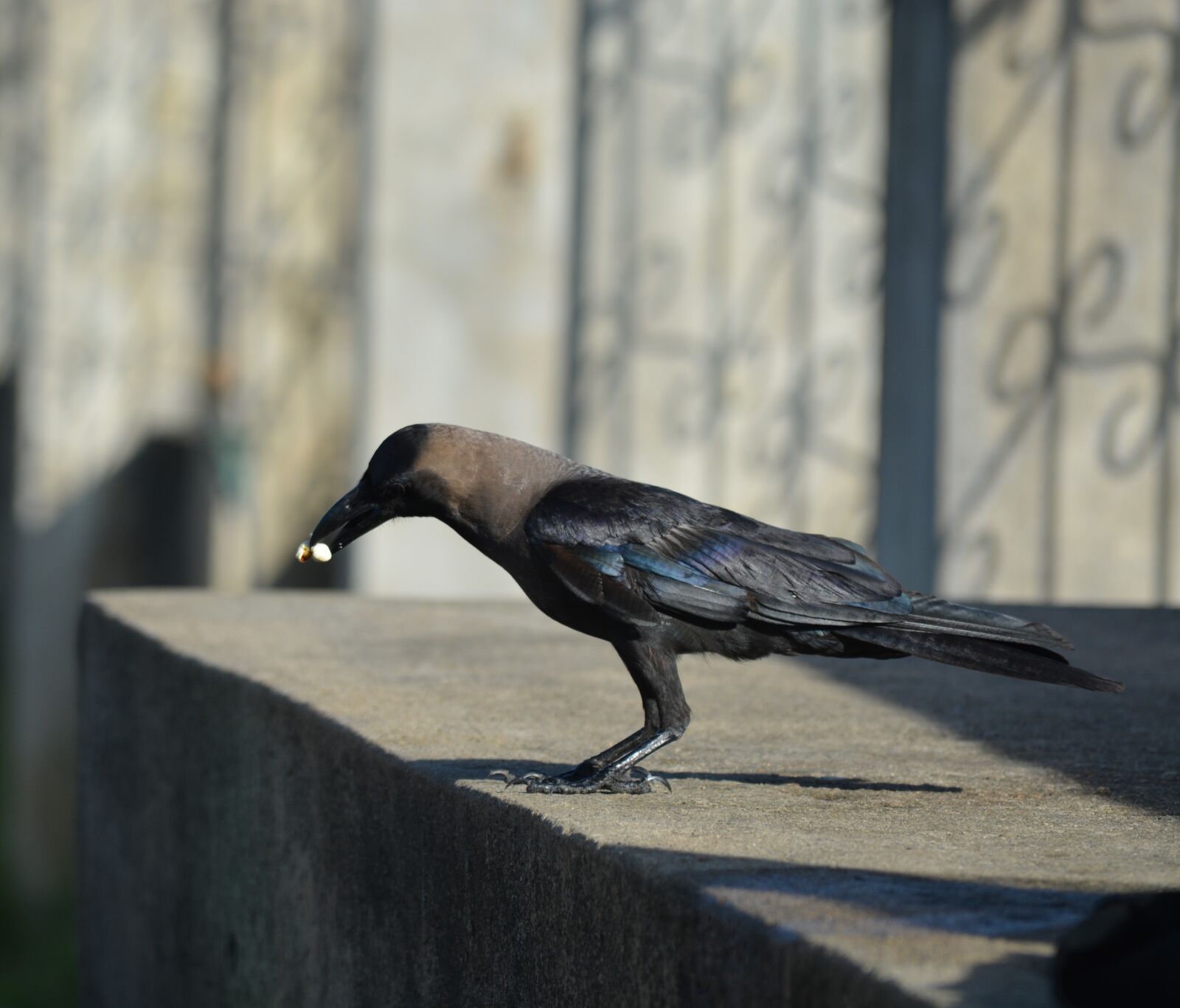Nikon D5200 sample photo. Bird, scavenger, black bird photography
