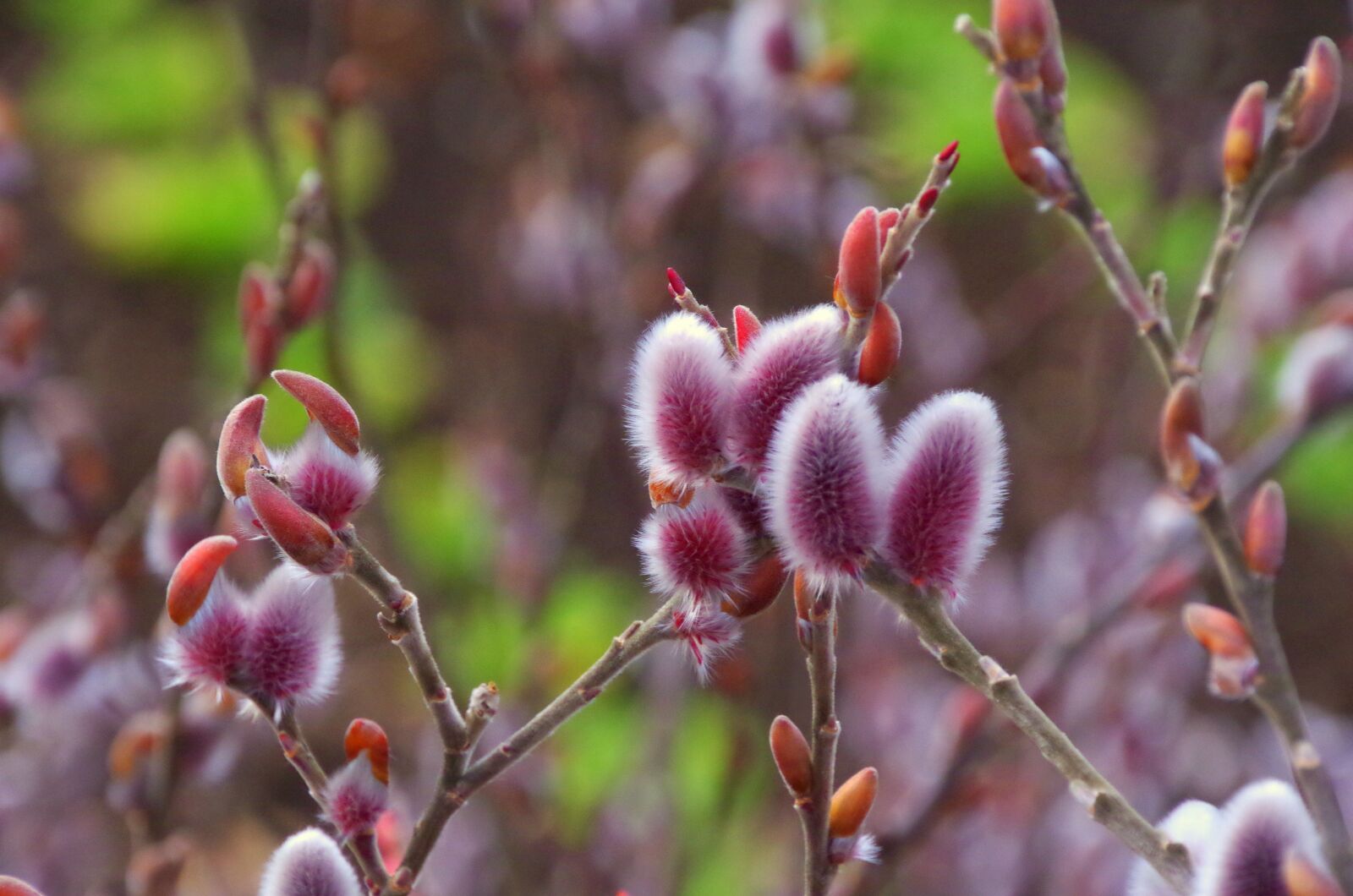 Pentax K-30 sample photo. Enables, with the coming photography