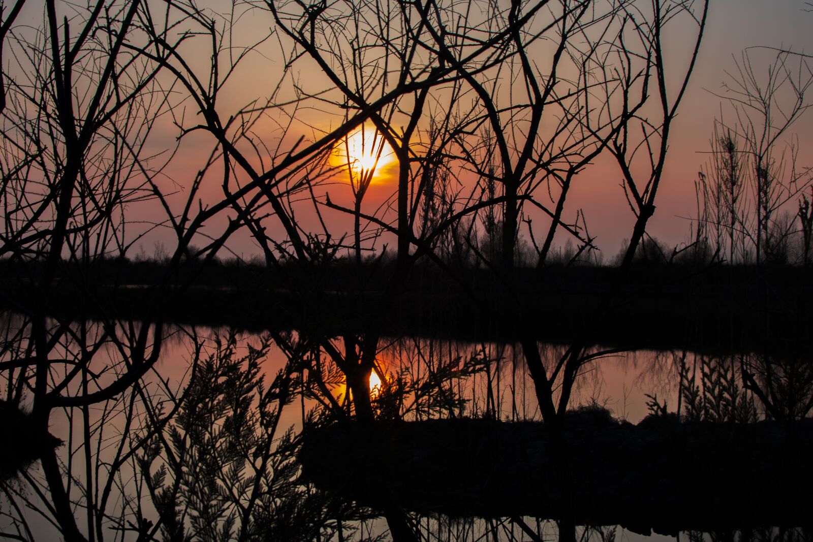 Nikon D7500 sample photo. Sunset, tree, wood photography