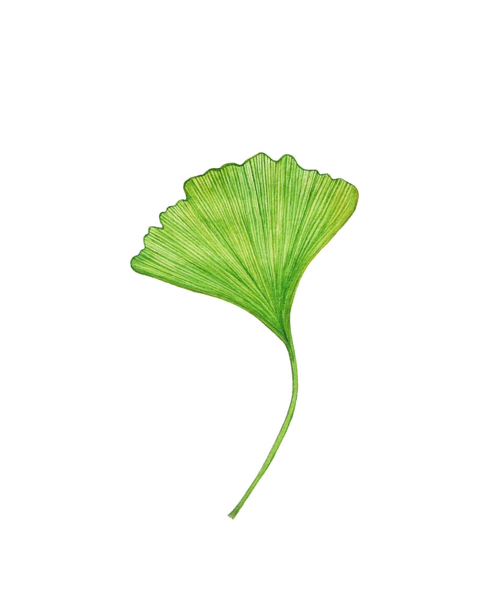 Canon EOS 700D (EOS Rebel T5i / EOS Kiss X7i) sample photo. Ginkgo, green, leaf photography
