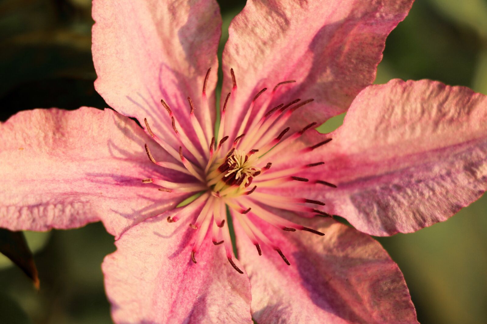 Canon EOS 750D (EOS Rebel T6i / EOS Kiss X8i) sample photo. Pink flower, blossom, bloom photography