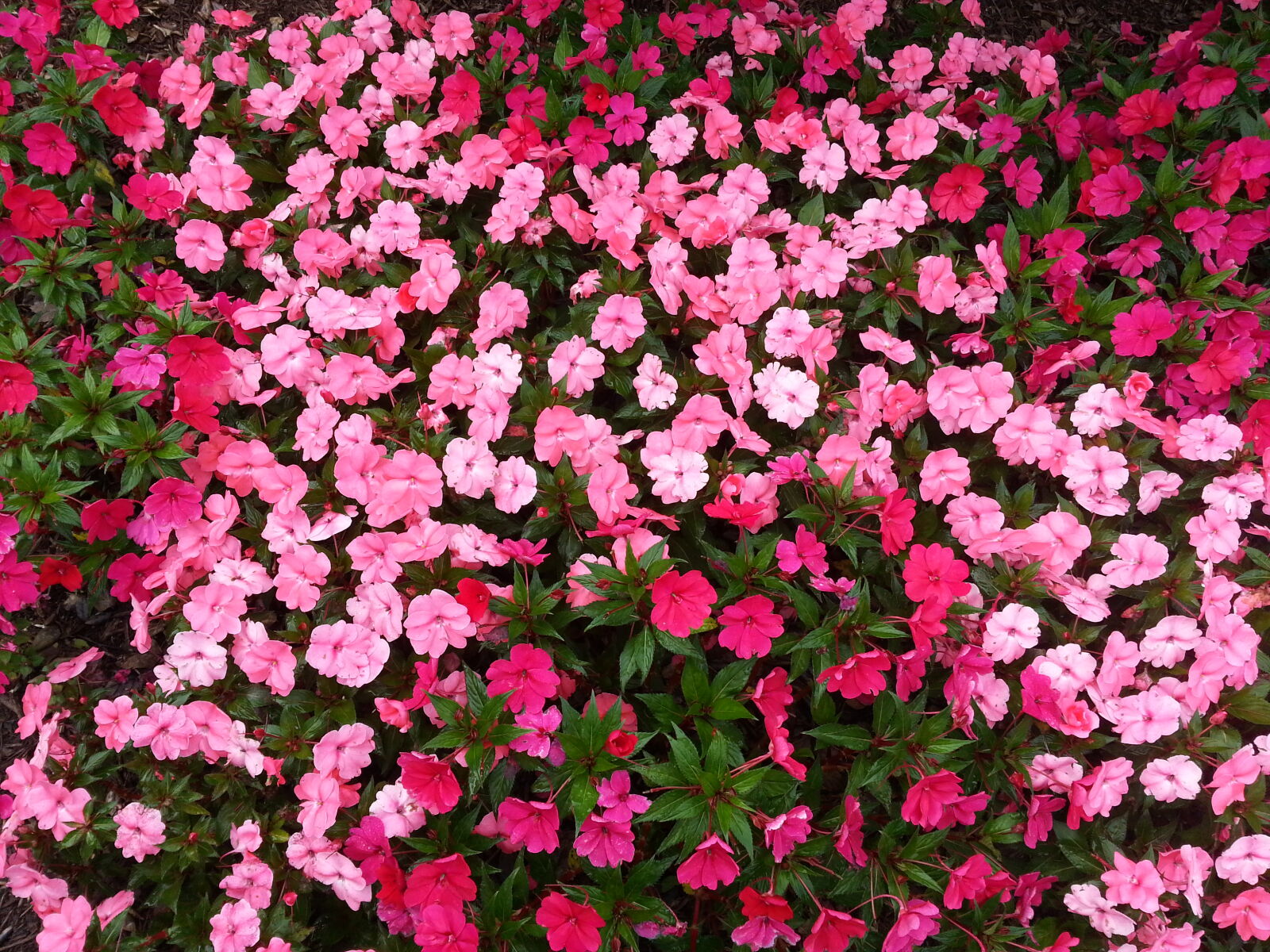 Samsung Galaxy Note2 sample photo. Red, and, pink, petaled photography