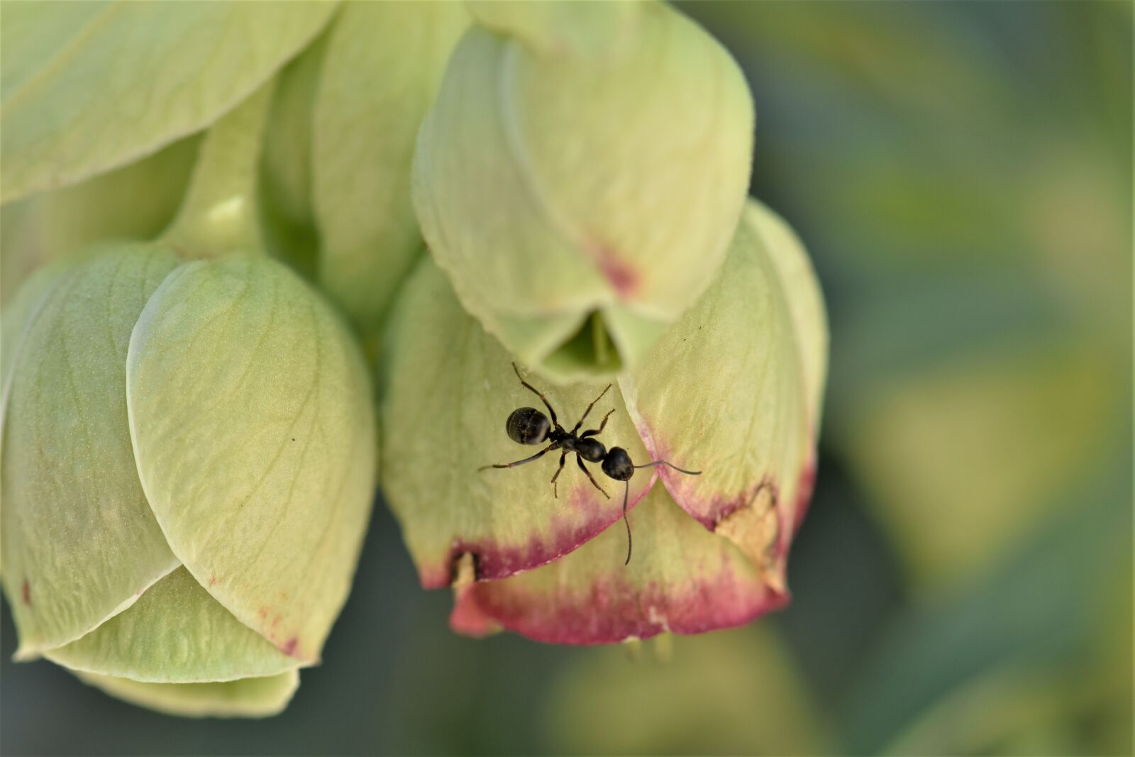 Nikon D5500 sample photo. Nature, plant, insect photography