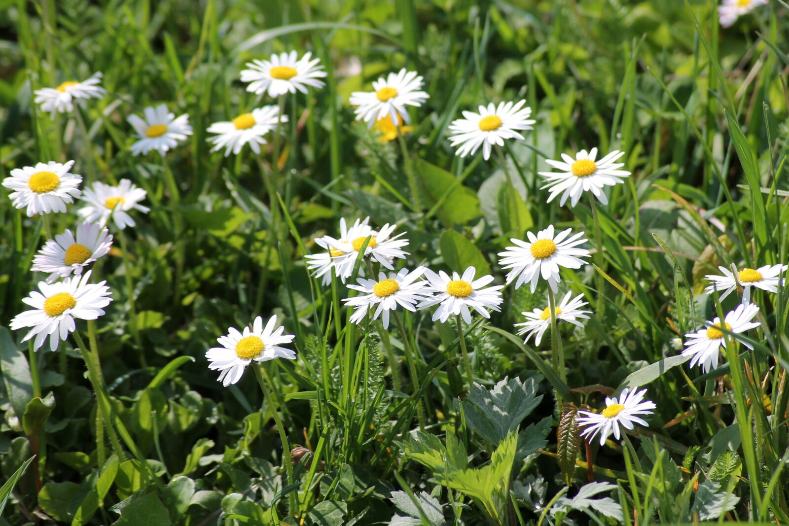 Canon EOS 1100D (EOS Rebel T3 / EOS Kiss X50) sample photo. Daisy, spring meadow, spring photography
