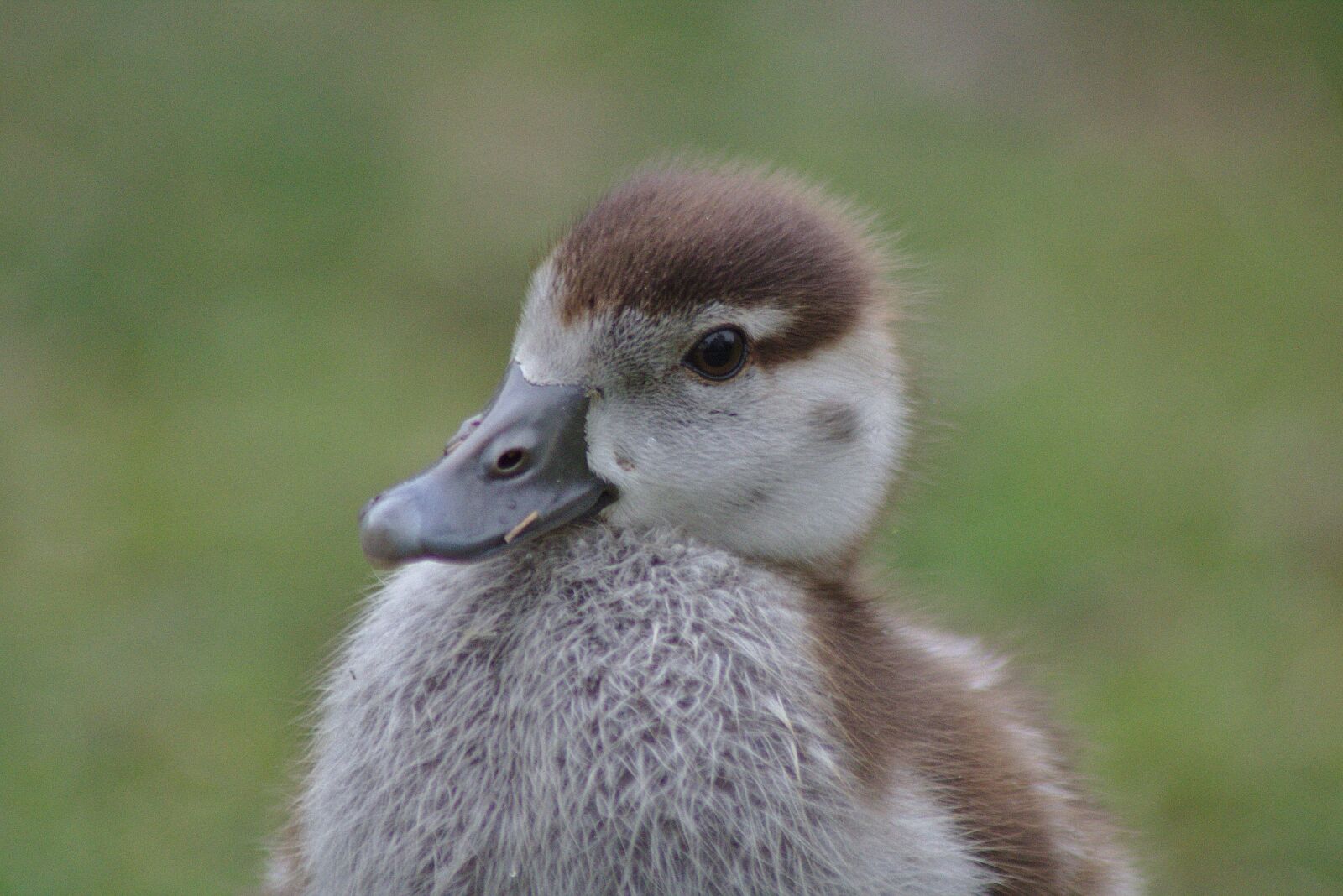 Canon EOS 750D (EOS Rebel T6i / EOS Kiss X8i) sample photo. Chicks, goose, bird photography