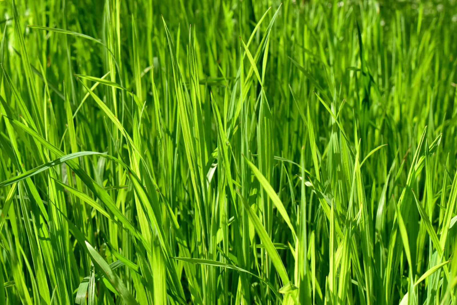 Nikon D5600 sample photo. Meadow, green, field photography