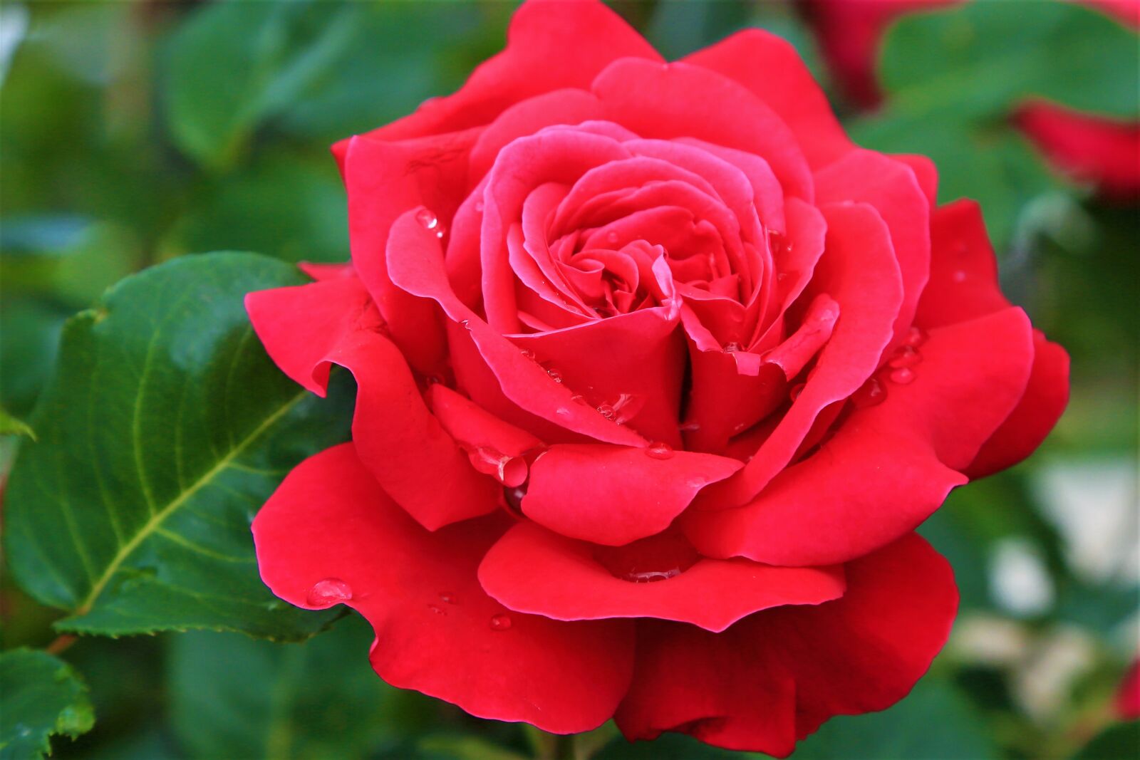 Canon EF 24-105mm F4L IS USM sample photo. Roses, spring, romantic photography