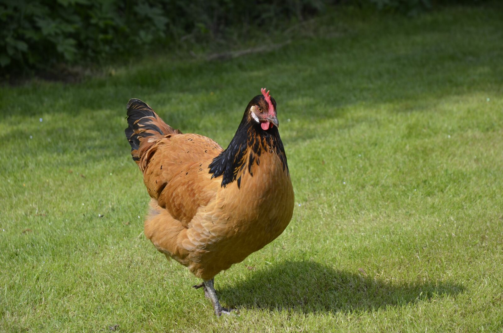 Nikon D5100 sample photo. Chicken, garden, poultry photography