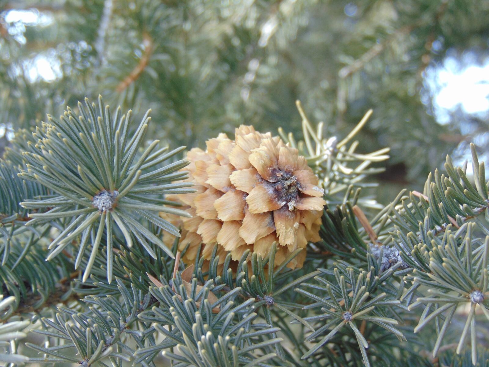 Sony Cyber-shot DSC-H300 sample photo. Pinecone, winter, nature photography