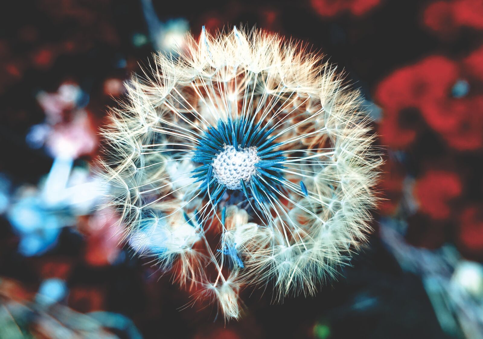 Sony DSC-RX100M5 sample photo. Dandelion, plant, close up photography