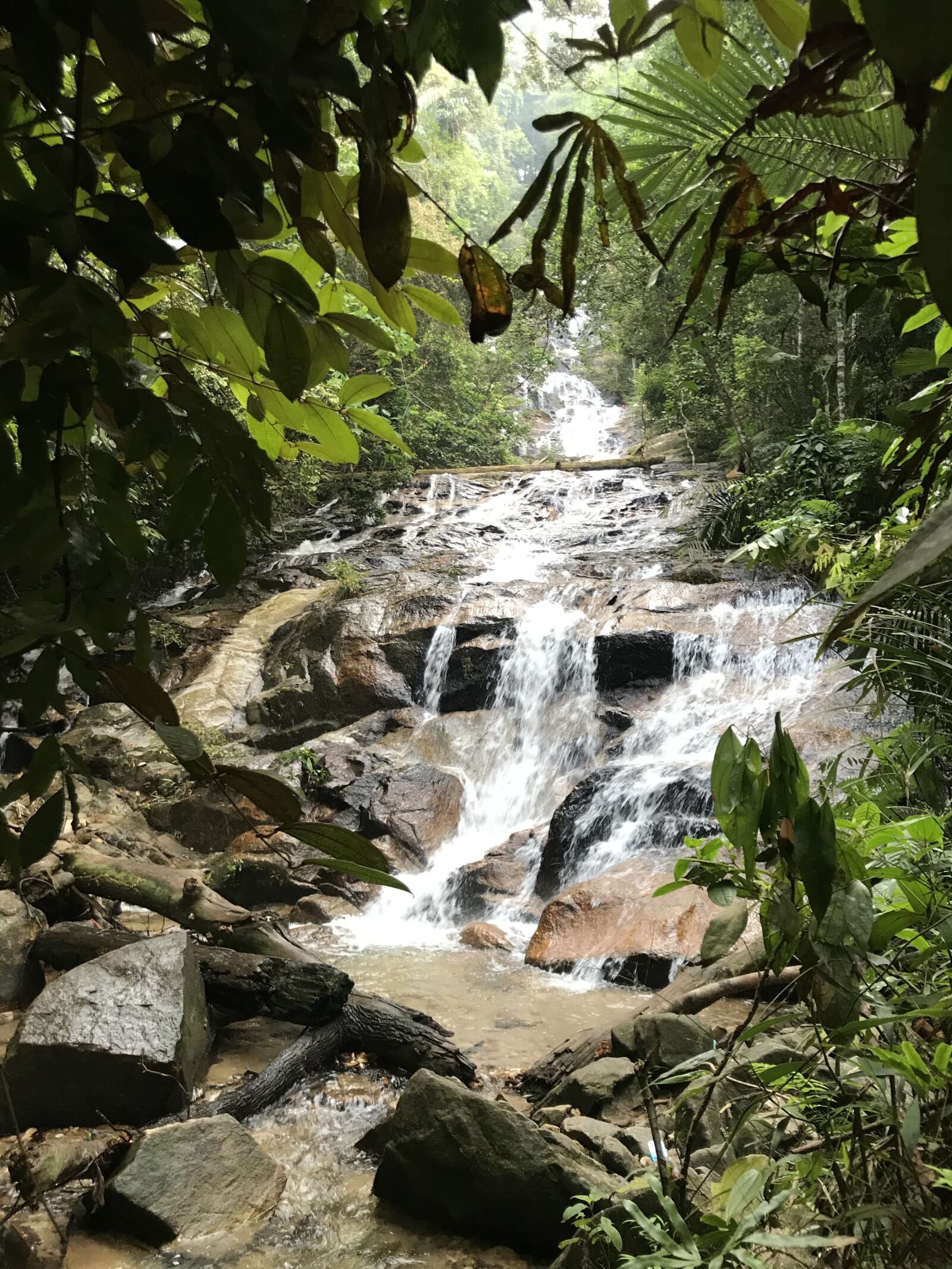iPhone 7 back camera 3.99mm f/1.8 sample photo. Forest, water, trees photography