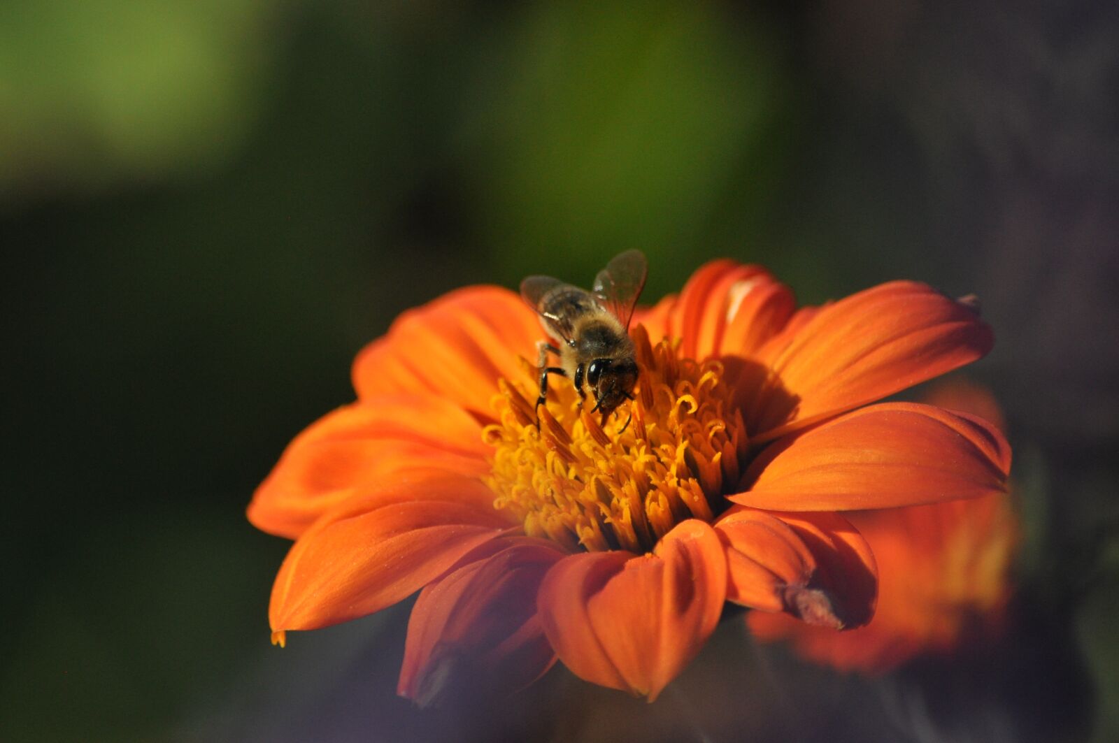 Nikon D5000 sample photo. Insect, nature, flower photography