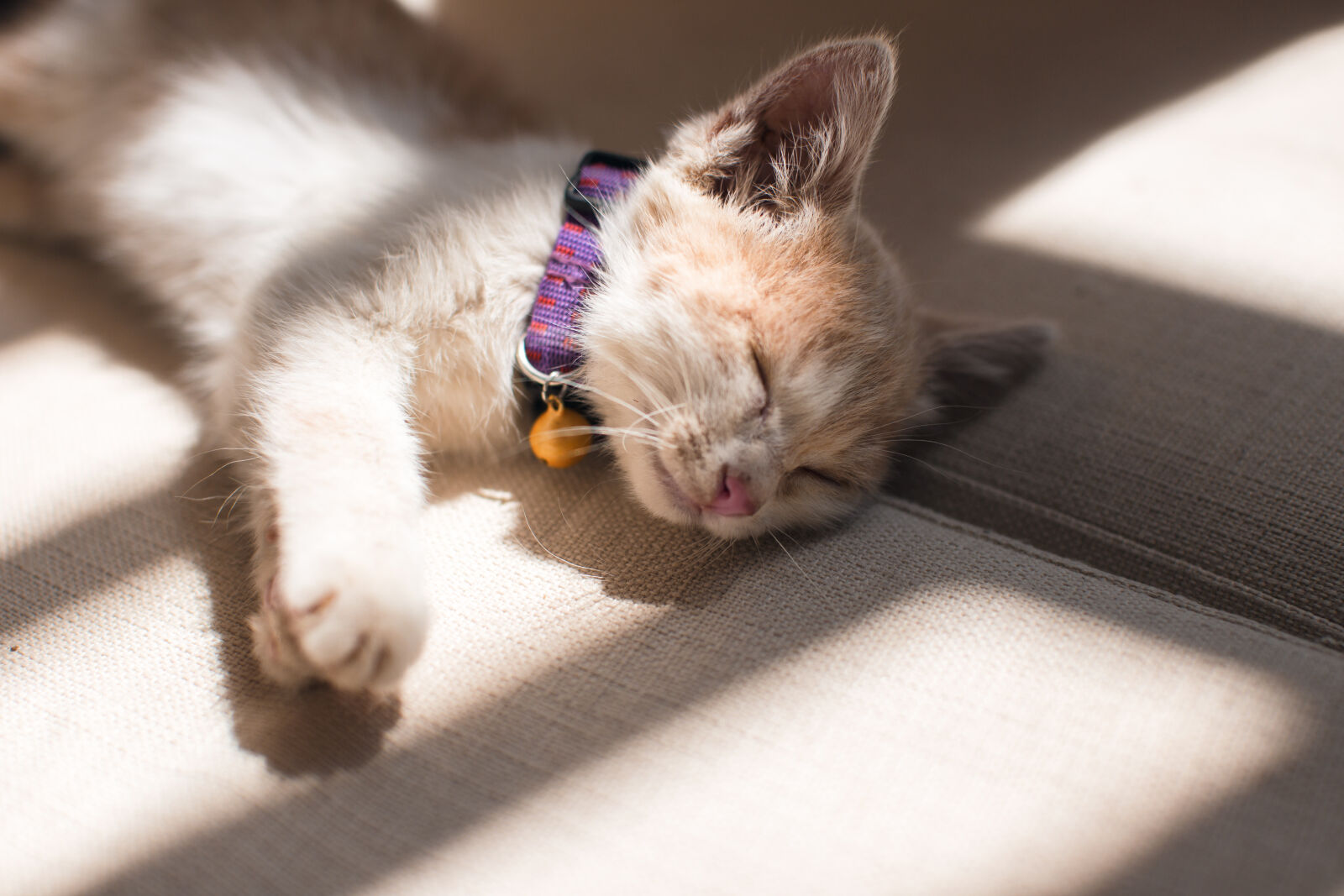Canon EF 50mm F1.2L USM sample photo. Orange, cat, sleeping, on photography