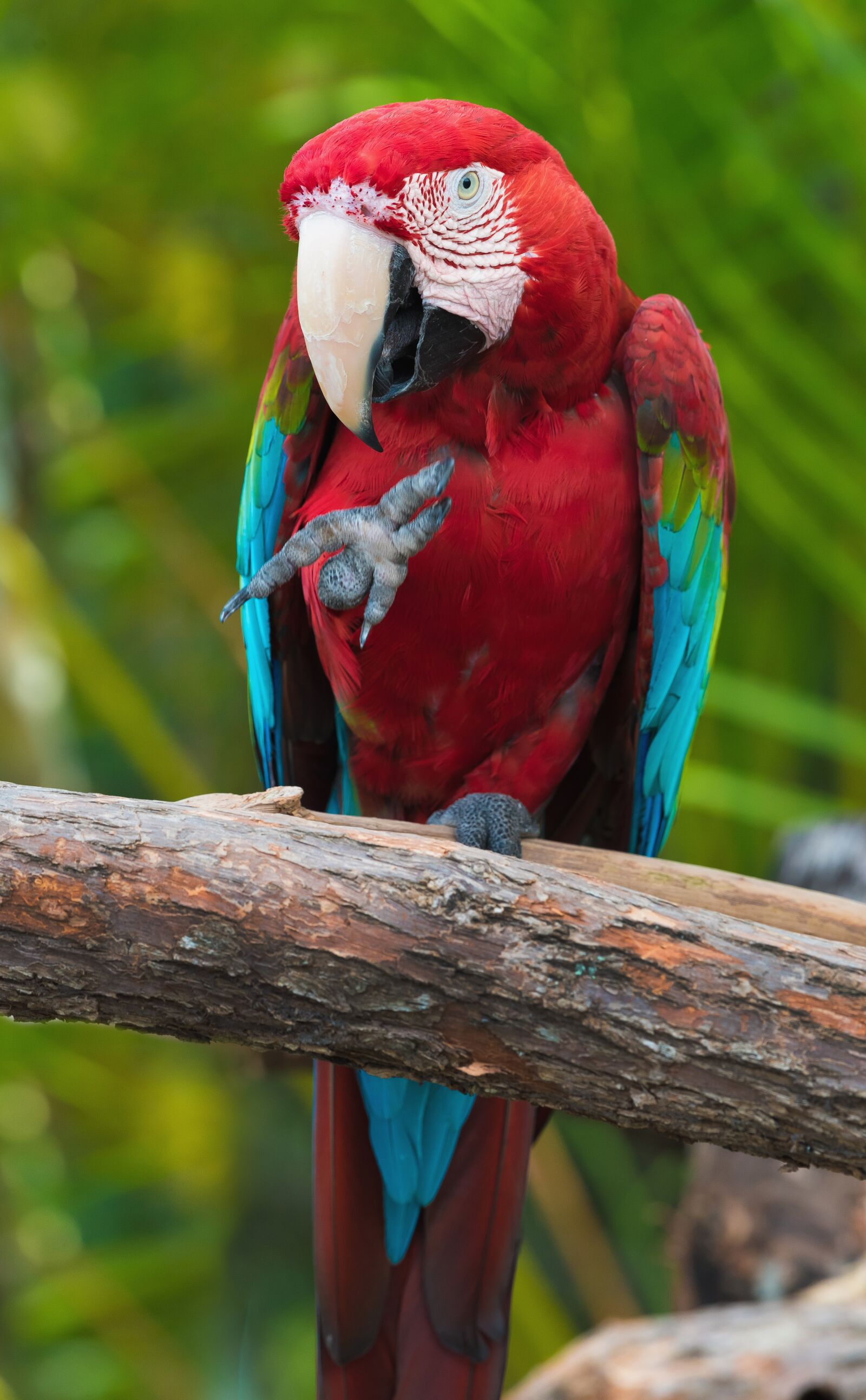 Nikon D750 sample photo. Parrot, bird, colors photography
