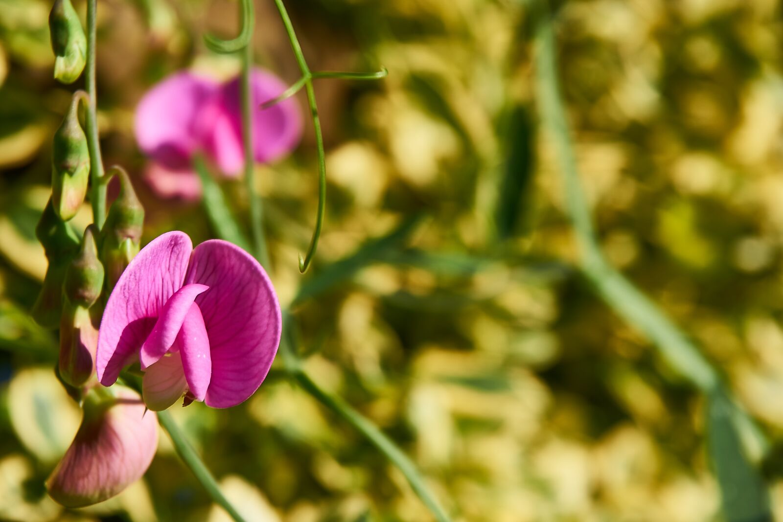 Sony a6000 + Sony E PZ 16-50 mm F3.5-5.6 OSS (SELP1650) sample photo. Lathyrus latifolius, pink pearl photography