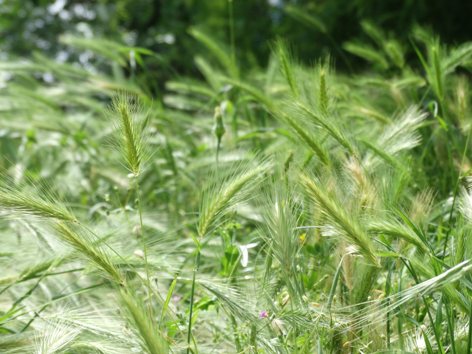 Sony Cyber-shot DSC-HX300 sample photo. Barley, field, spring photography