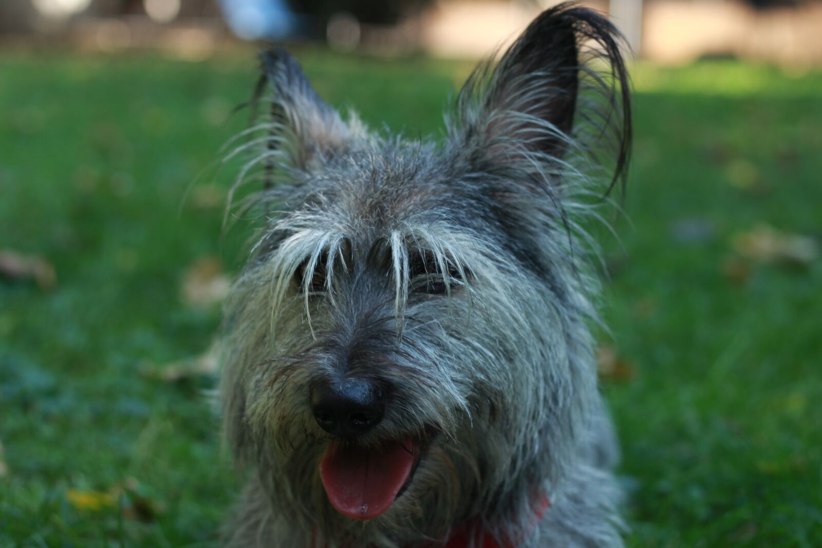 Canon EF 50mm F1.8 STM sample photo. Dog, dog face, tongue photography