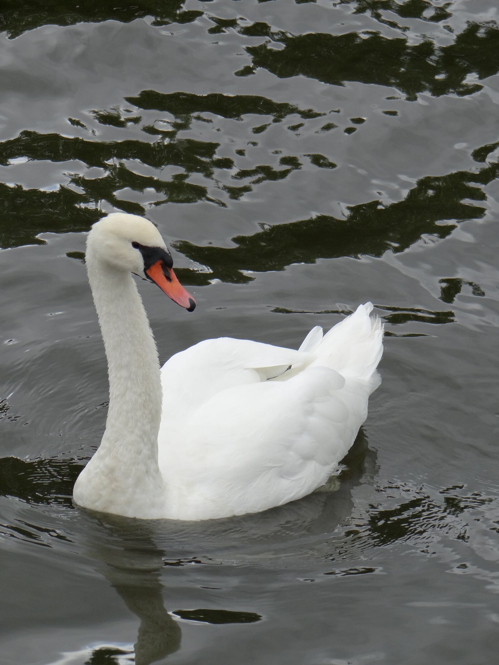 Sony DSC-HX200V sample photo. Swan, animals, birds photography