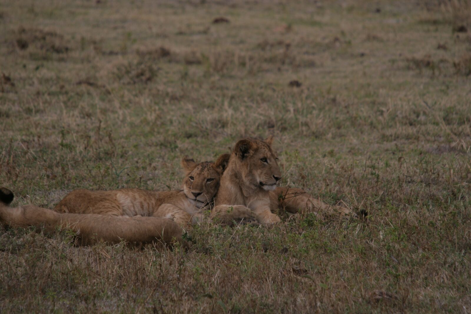 Canon EOS 20D sample photo. Lioness, rest, feline photography