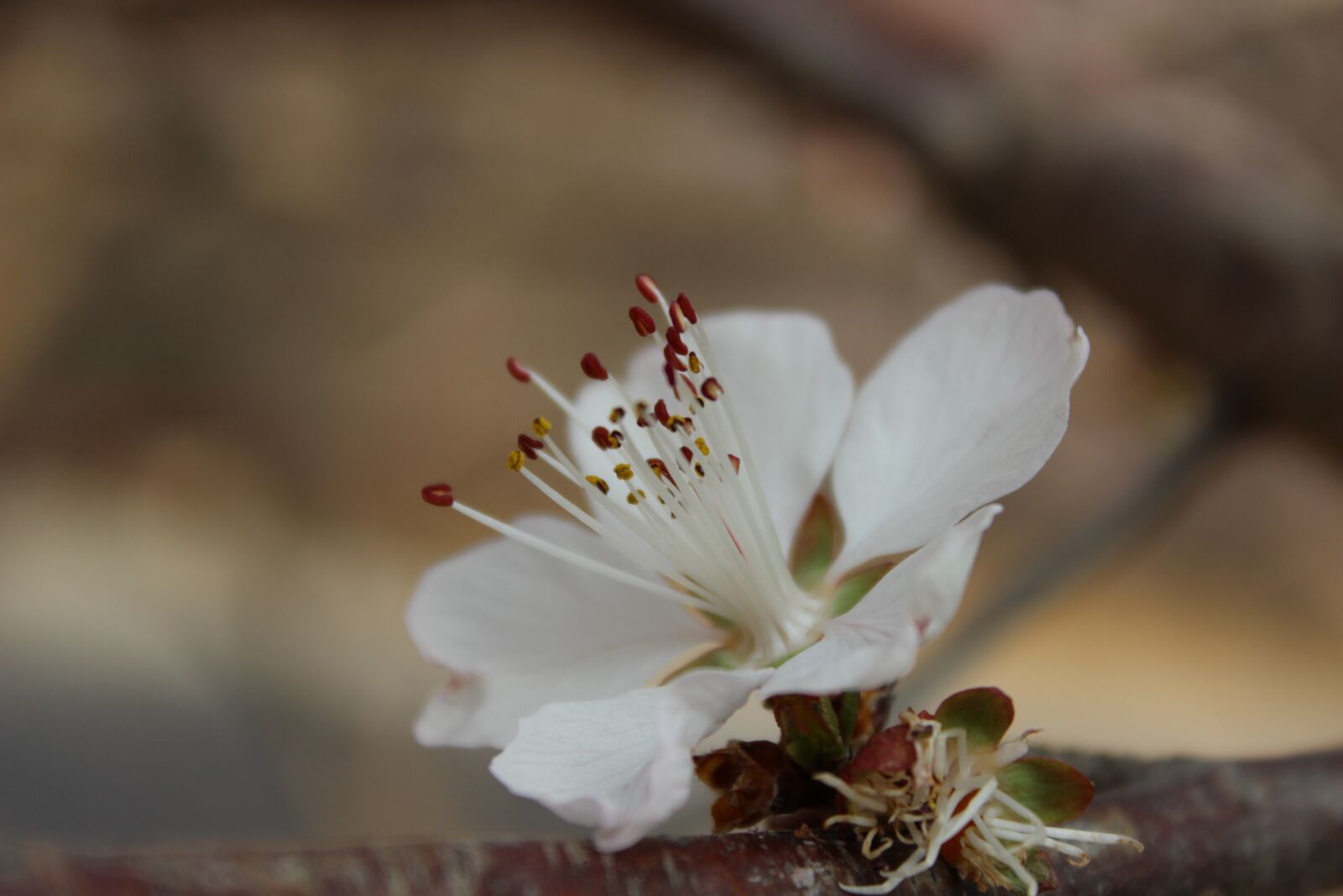 Canon EOS 600D (Rebel EOS T3i / EOS Kiss X5) sample photo. Flower, spring, spring flower photography