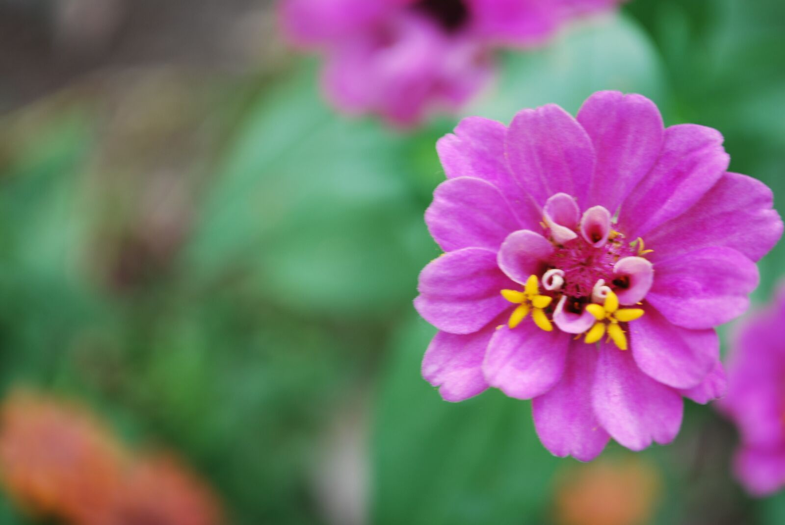 Nikon D60 sample photo. Flower, magenta, pink photography