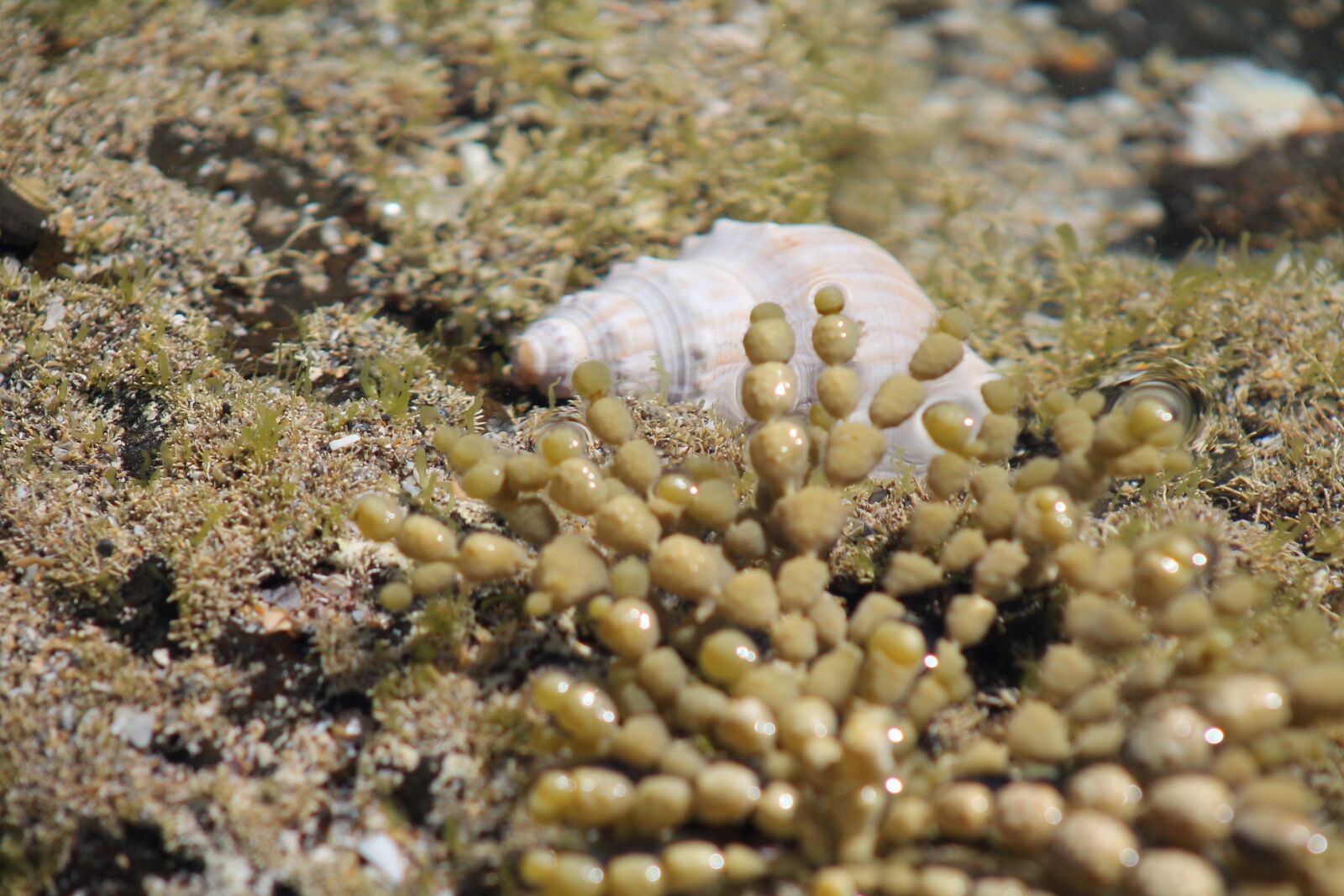 Canon EF 75-300mm f/4-5.6 sample photo. Sea shell, sea, ocean photography