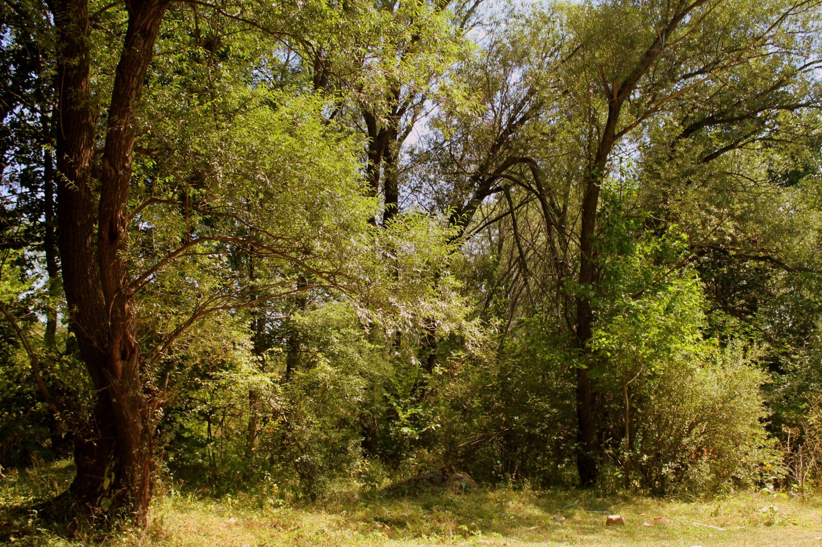 Canon EOS 1100D (EOS Rebel T3 / EOS Kiss X50) sample photo. Forest, tree, nature photography
