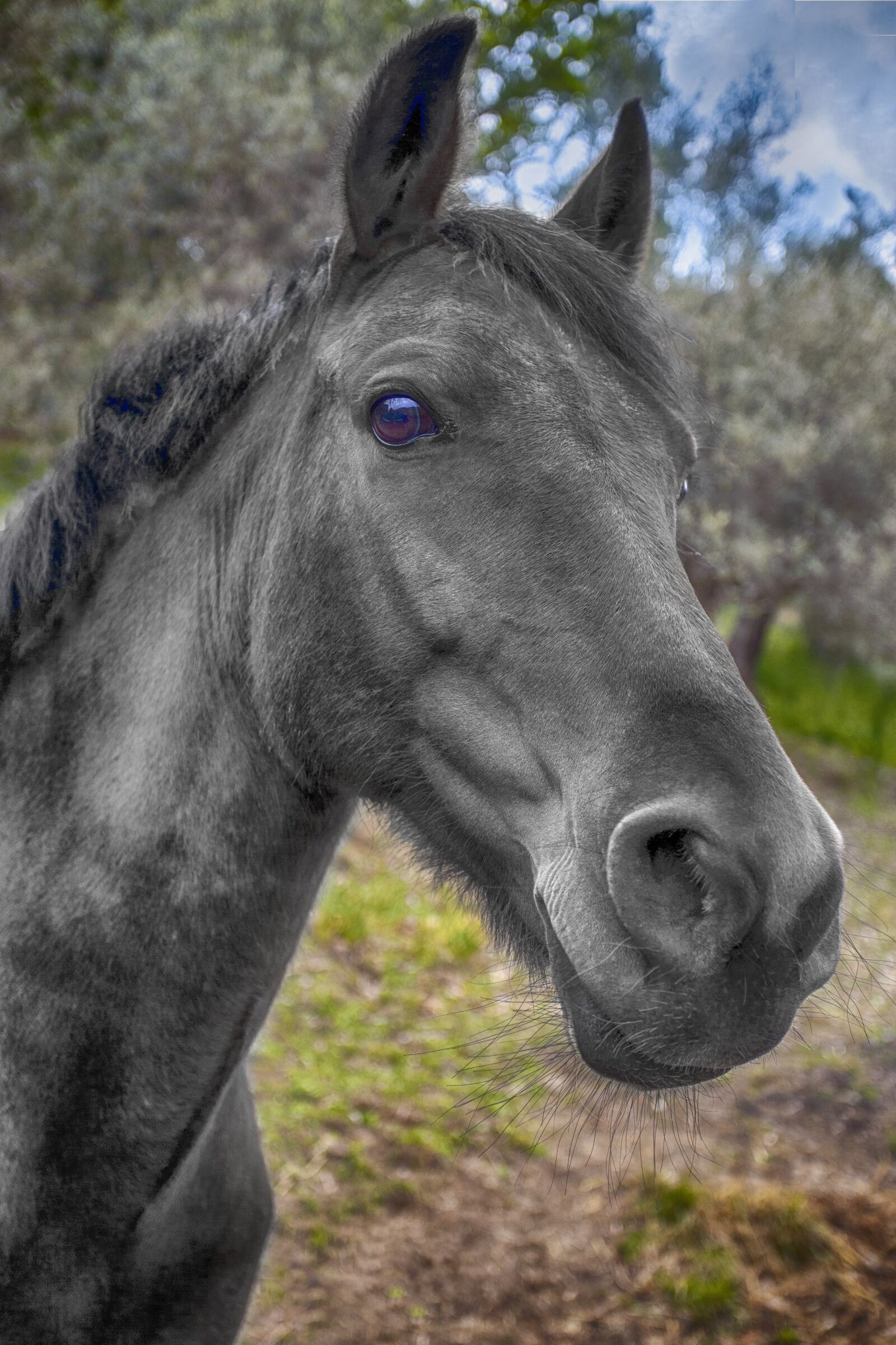 Canon EOS 6D + Canon EF 17-40mm F4L USM sample photo. Horse, black, pony photography