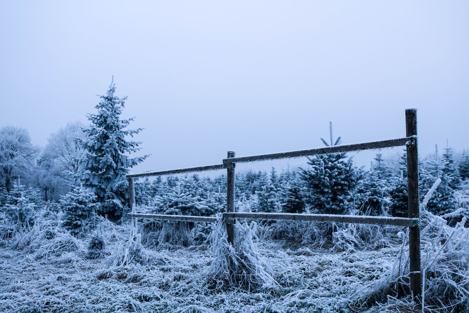 Canon EOS 750D (EOS Rebel T6i / EOS Kiss X8i) sample photo. Winter, wintry, winter cold photography