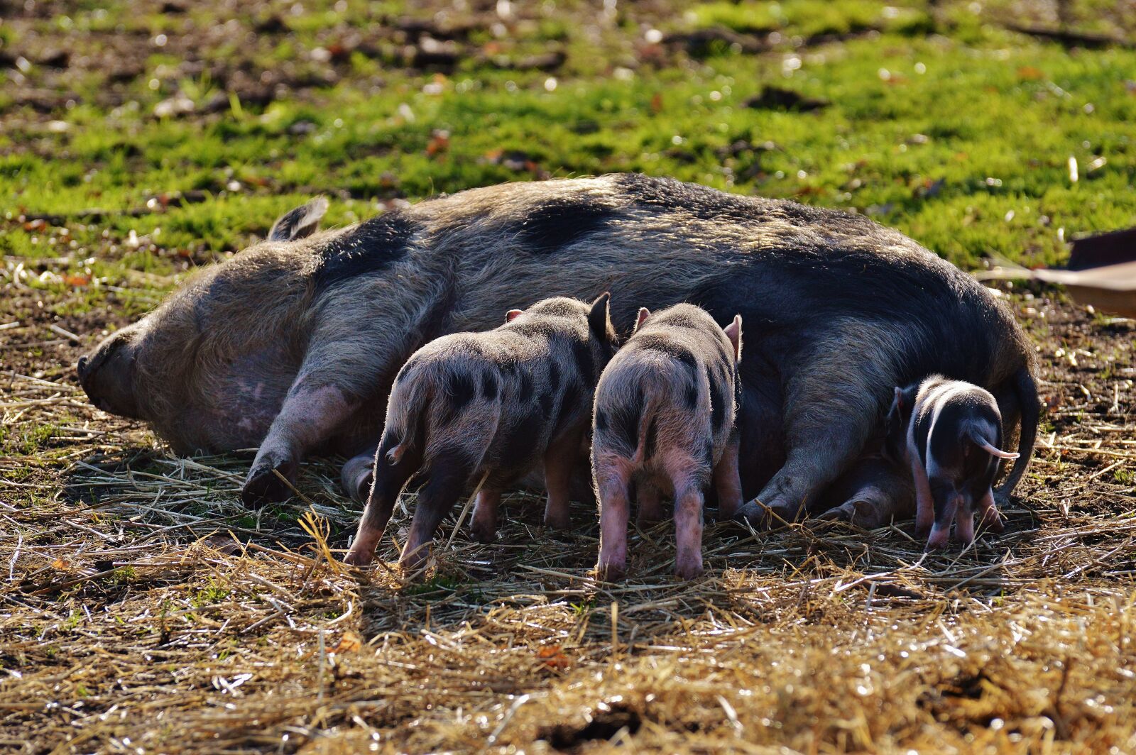 Nikon D3200 sample photo. Piglet, wildpark poing, mama photography