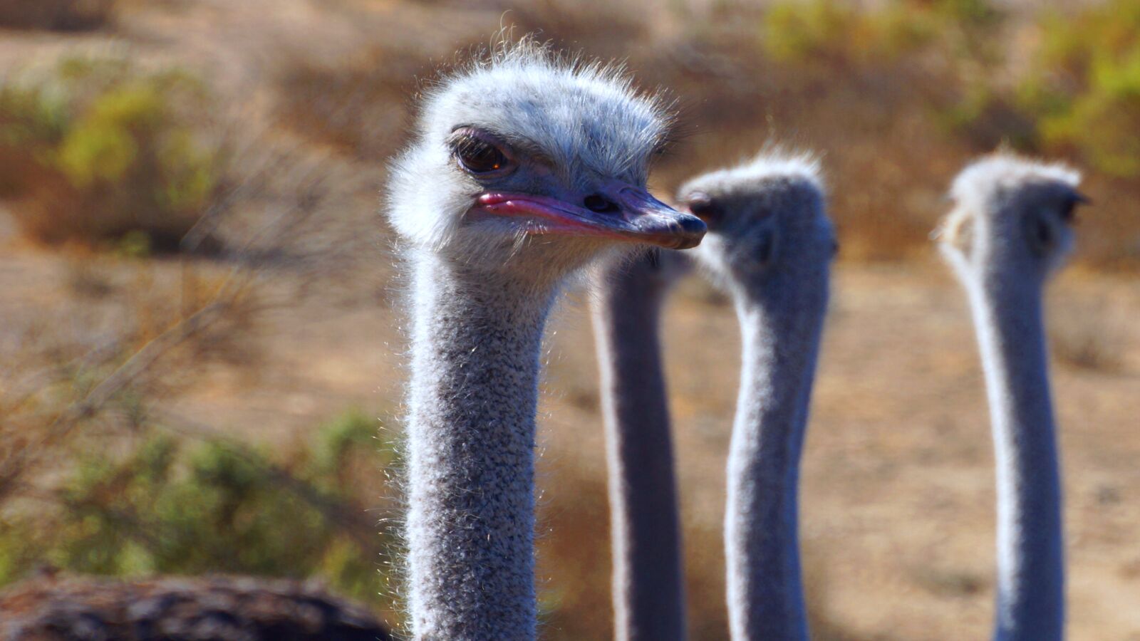 DT 18-270mm F3.5-6.3 sample photo. Ostrich, animal, nature photography
