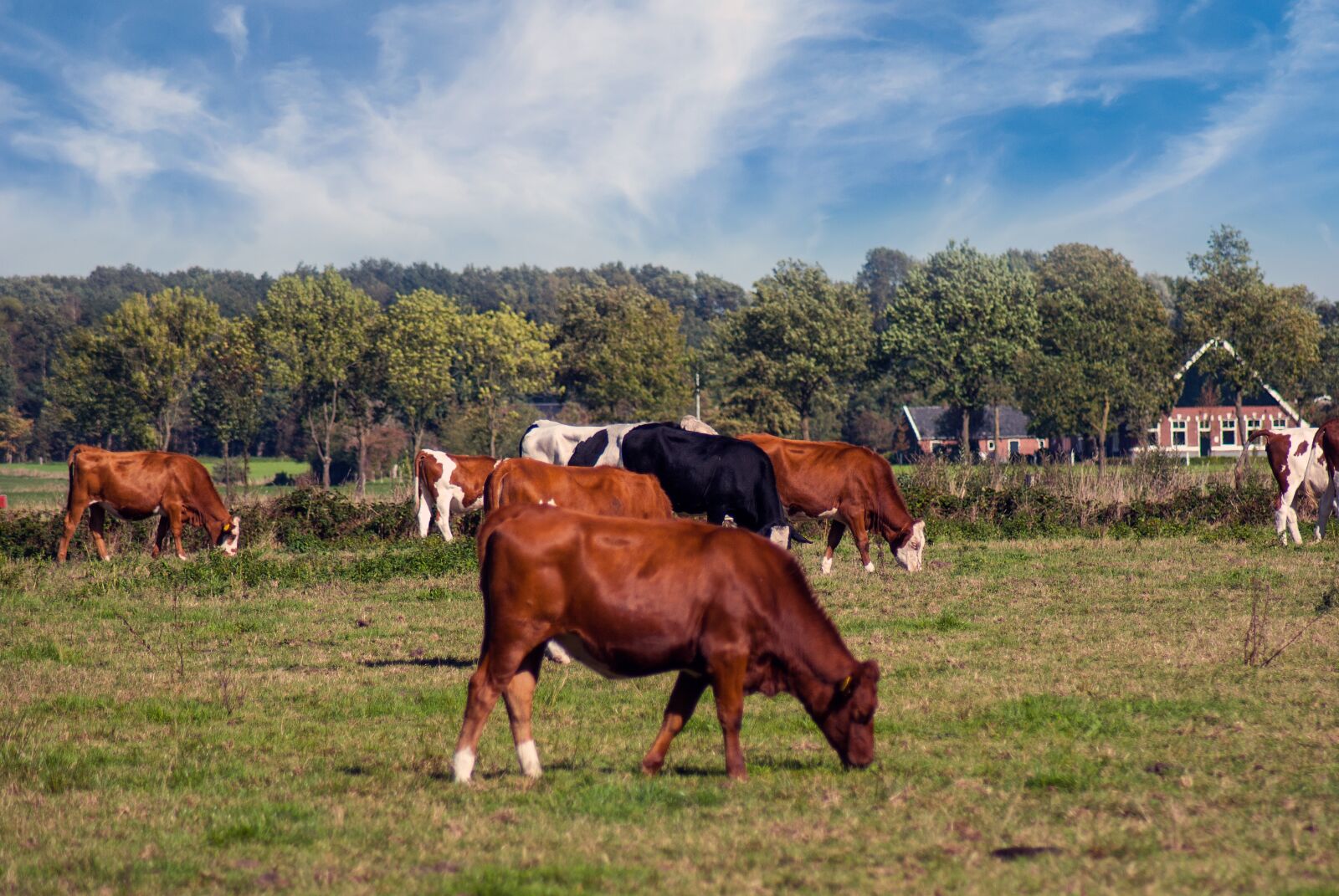 Nikon D3000 sample photo. Nature, bull, cow photography