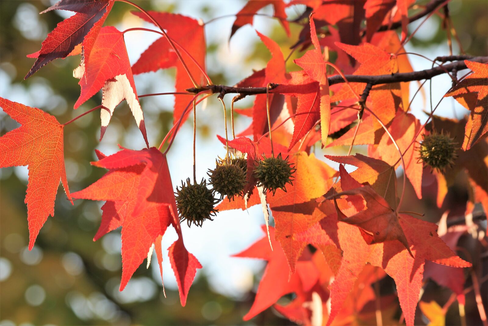 Canon EOS 600D (Rebel EOS T3i / EOS Kiss X5) + Canon EF 70-300mm F4-5.6 IS USM sample photo. Maple, acer, colorful leaves photography