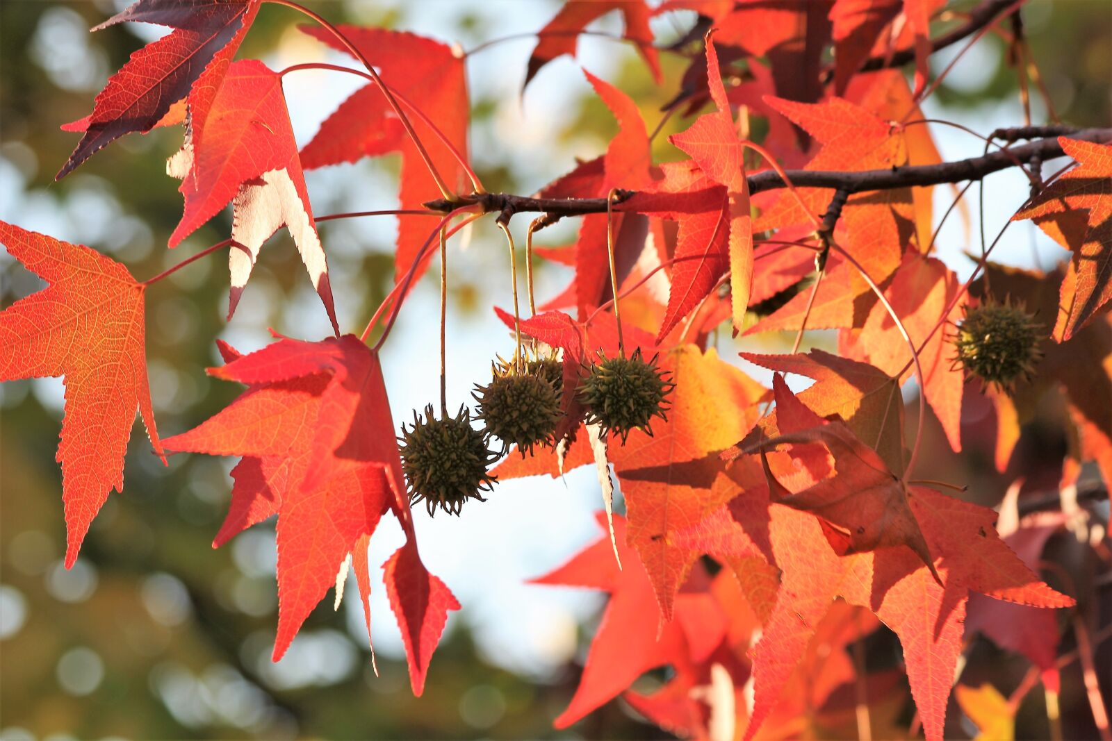 Canon EOS 600D (Rebel EOS T3i / EOS Kiss X5) sample photo. Maple, acer, colorful leaves photography